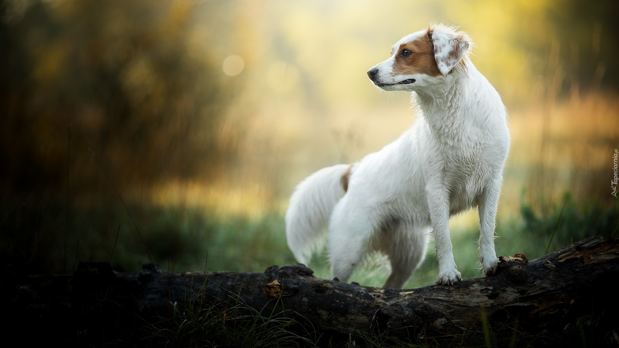 Pies, Biały, Brązowe, Łaty, Kłoda, Bokeh