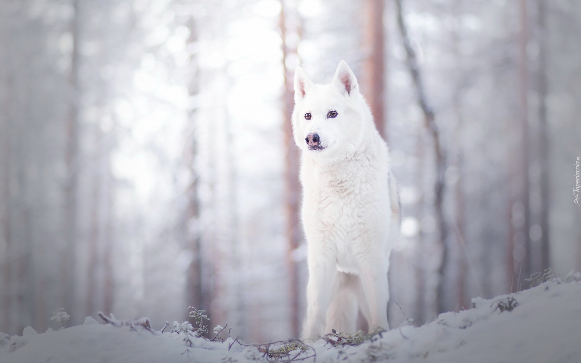 Biały, Pies, Zima