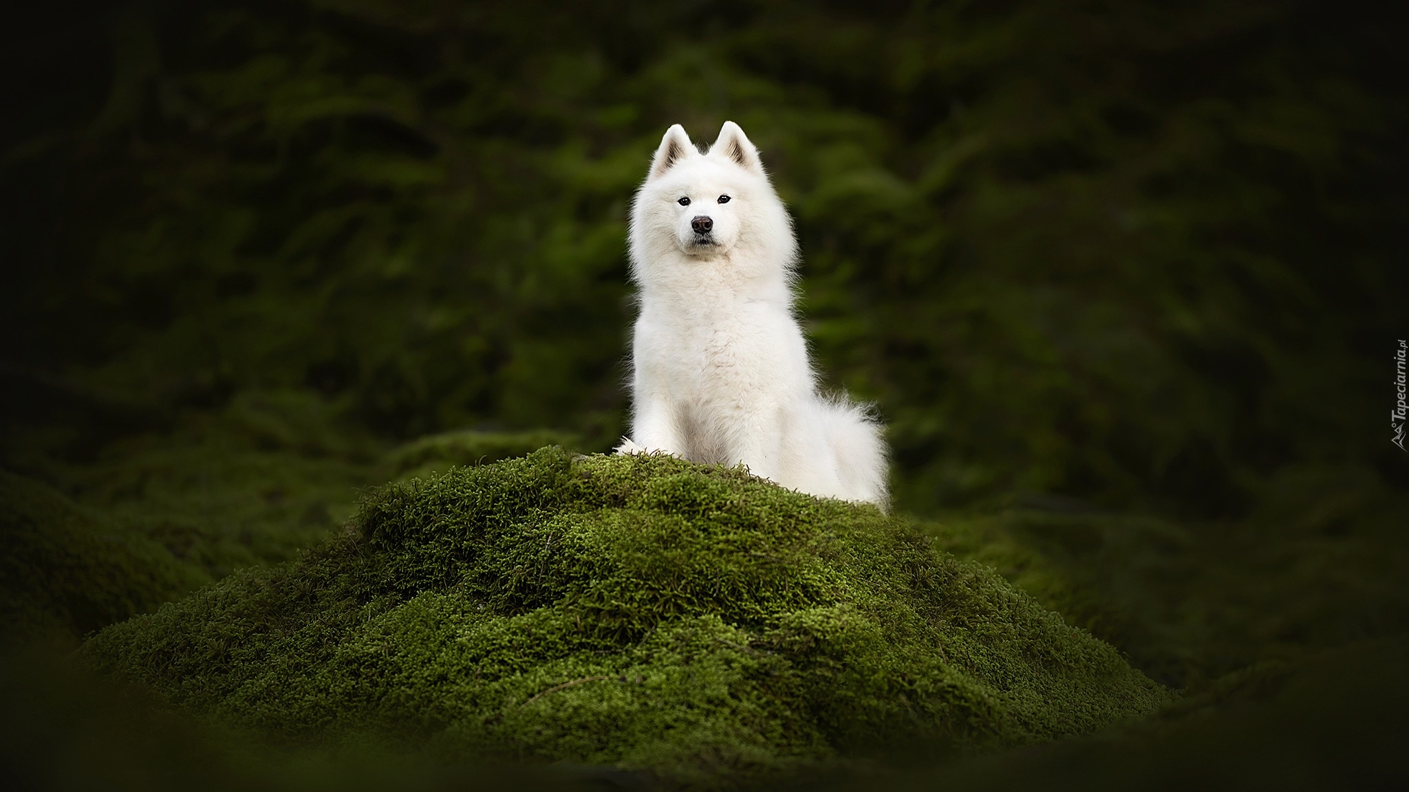 Pies, Biały, Samojed, Mech