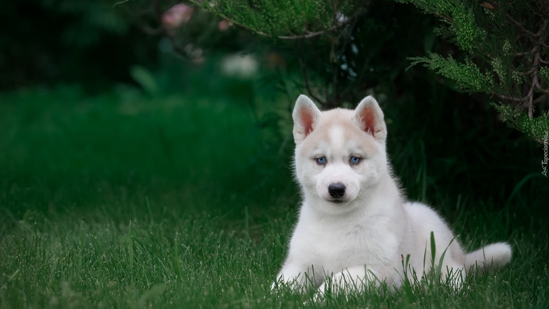 Niebieskooki, Szczeniak, Siberian husky, Zielona, Trawa