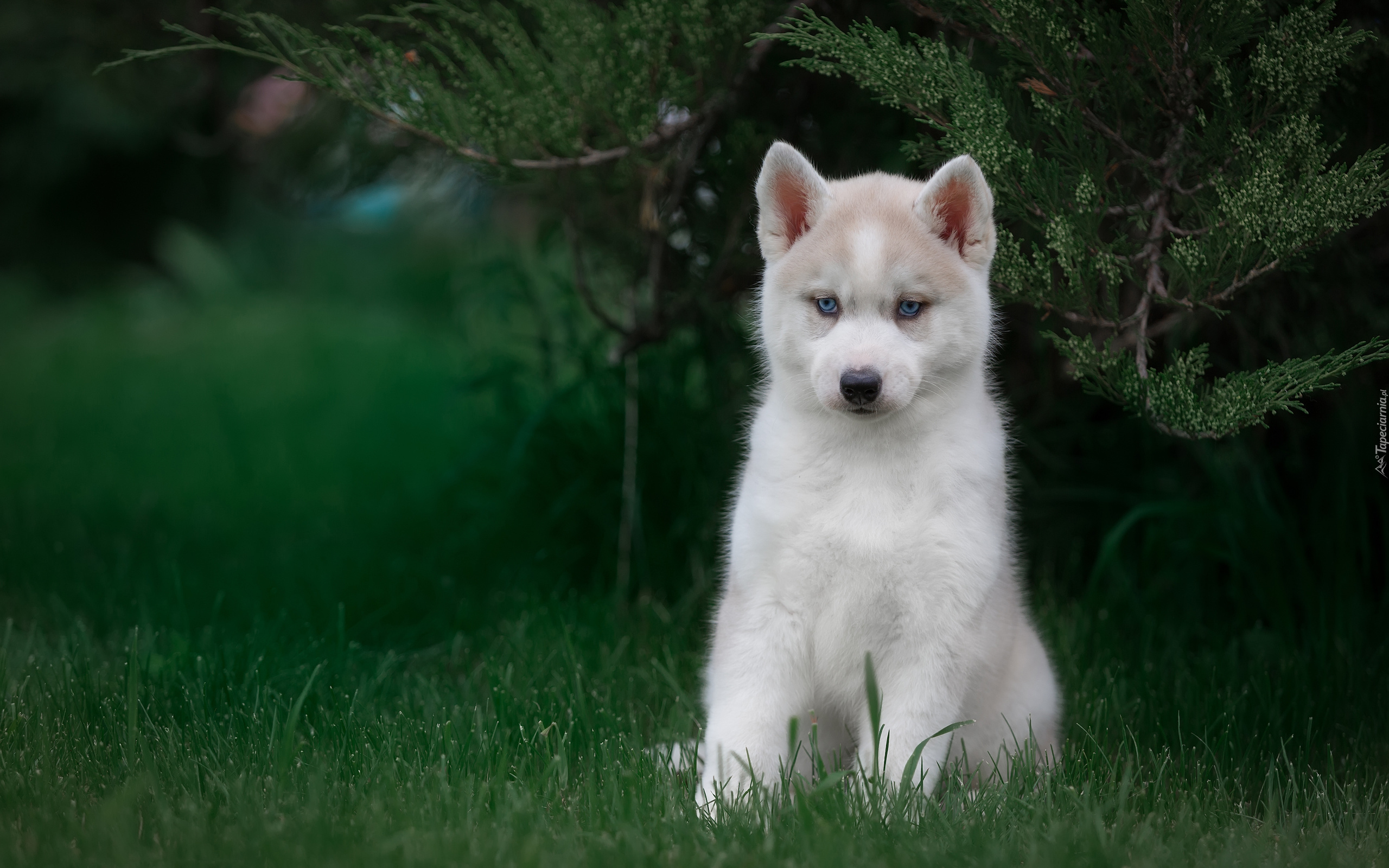 Pies, Siberian husky, Szczeniak, Krzew