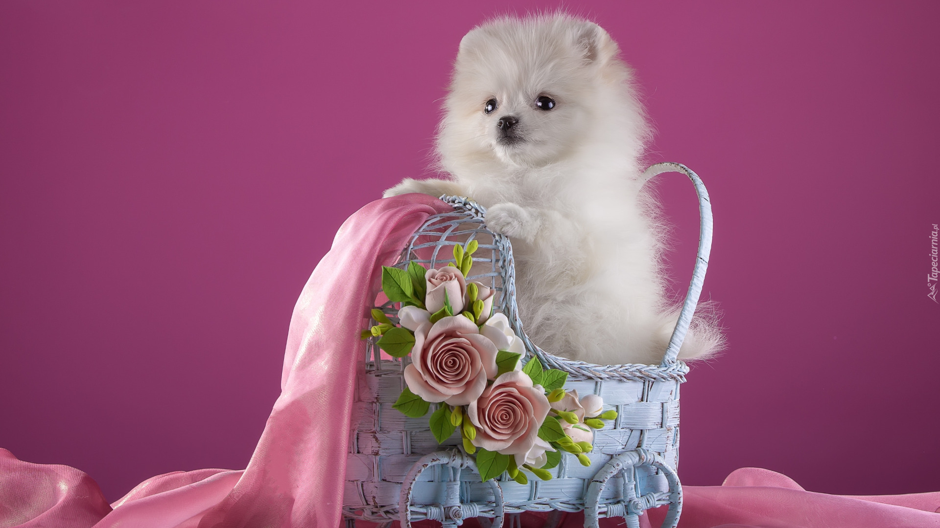 Szczeniak, Biały, Szpic miniaturowy, Wózek, Róże, Różowy, Szyfon