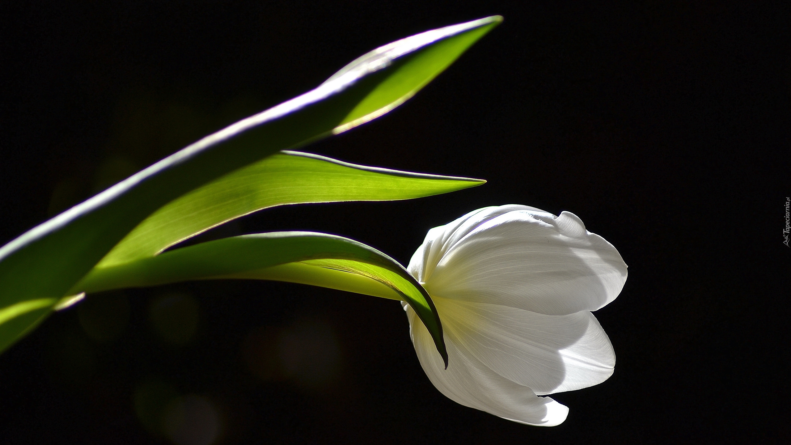 Biały, Tulipan, Światło