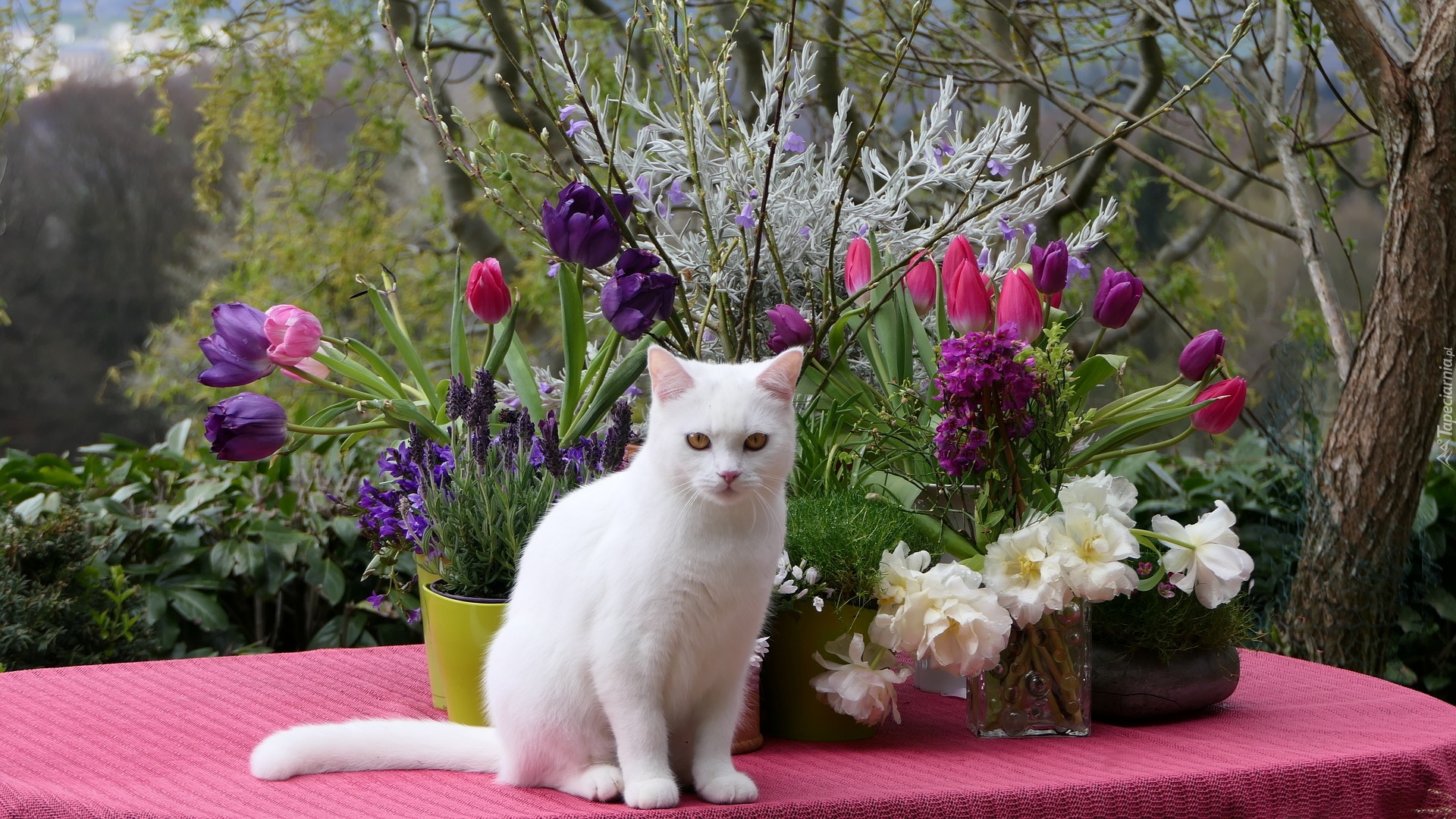 Biały, Kot, Turecki van, Kwiaty, Tulipany, Gałązki, Różowy, Obrus