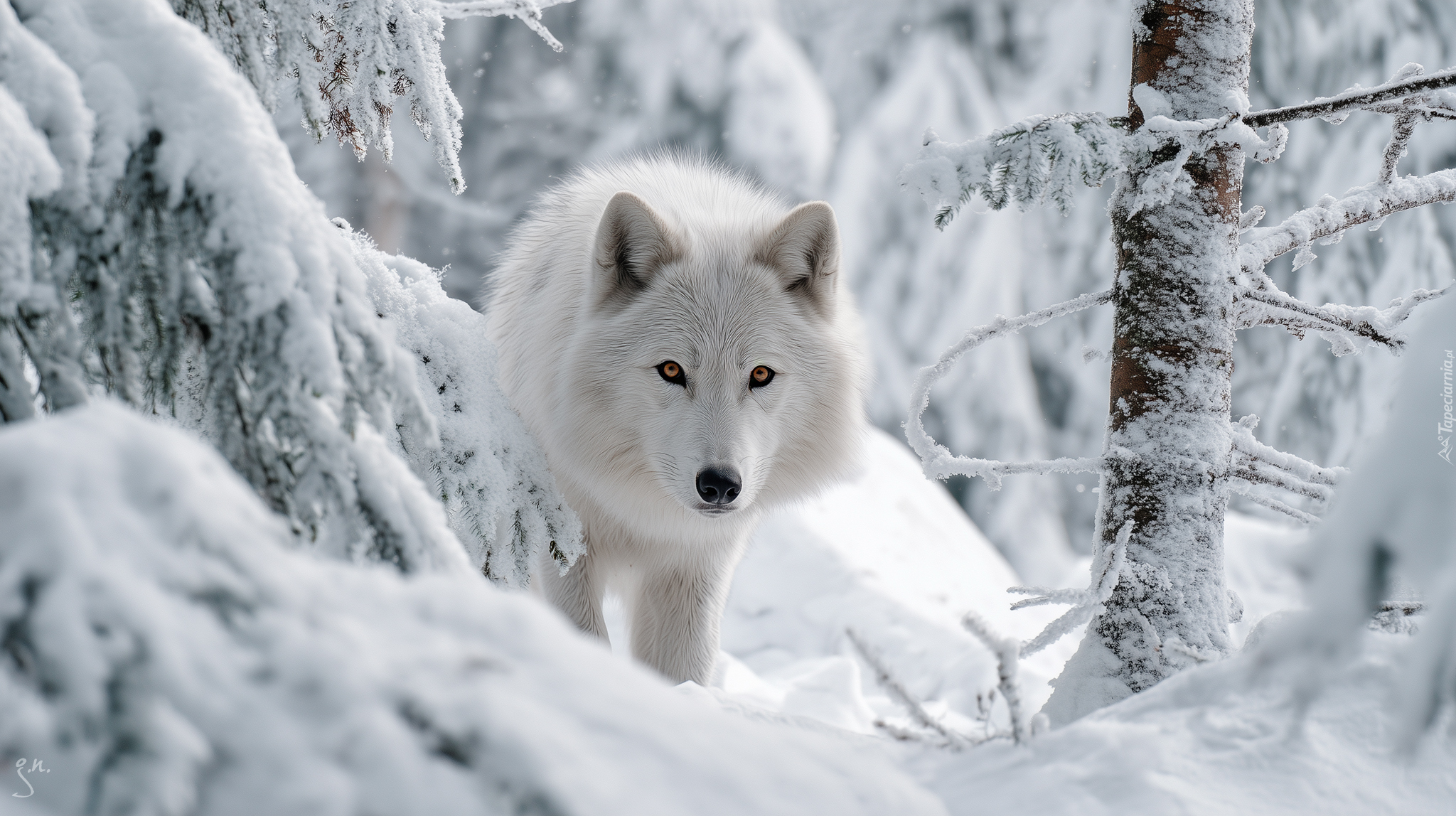 Biały, Wilk, Las, Zima, Grafika AI