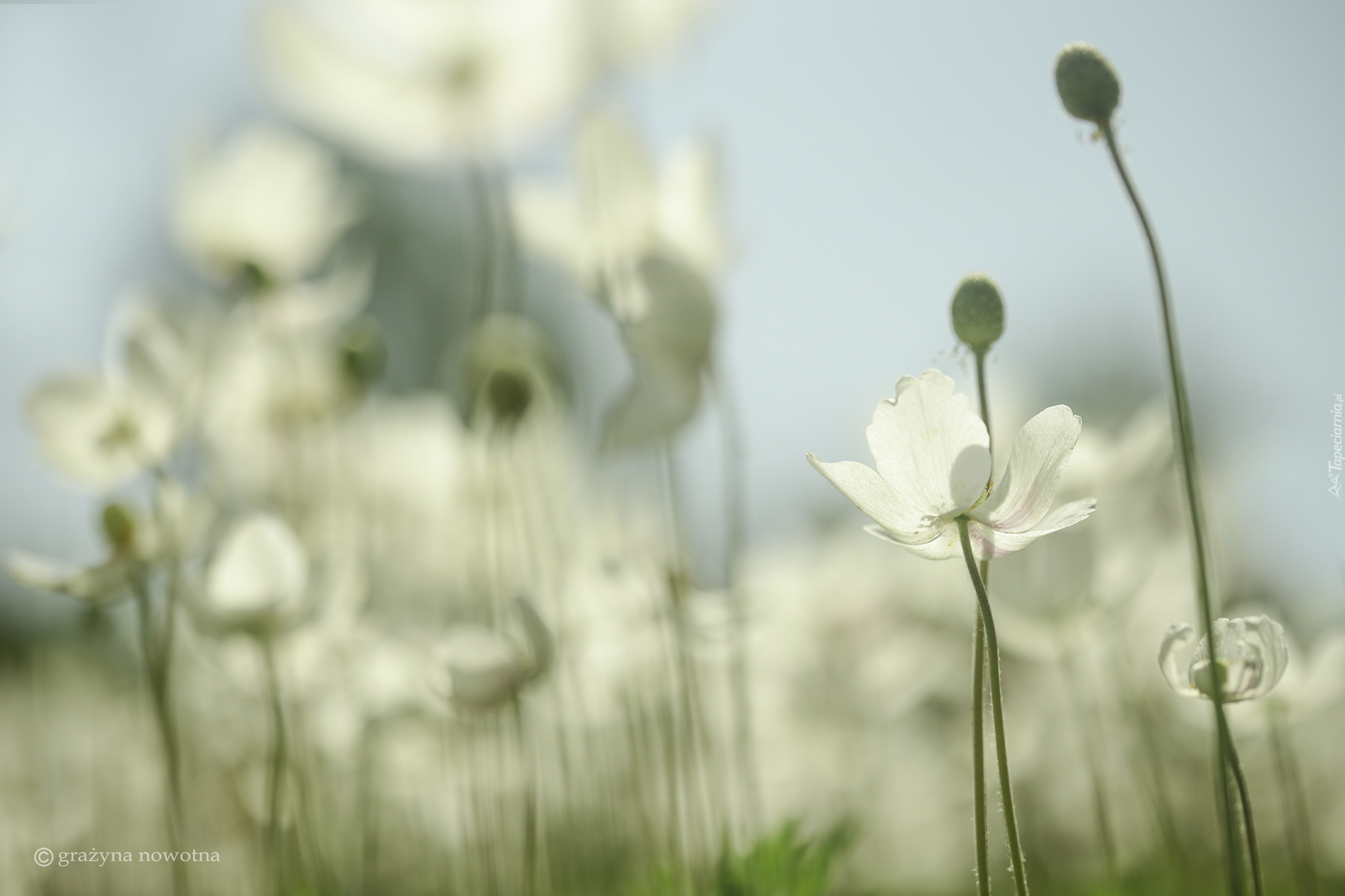 Zawilec wielkokwiatowy, Białe, Kwiaty, Rozmycie