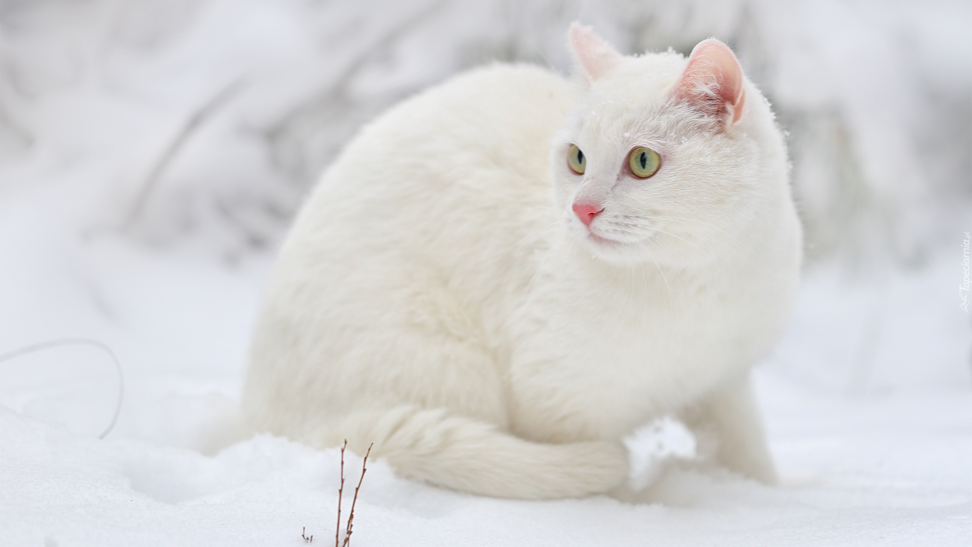Biały, Zielonooki, Kot, Śnieg
