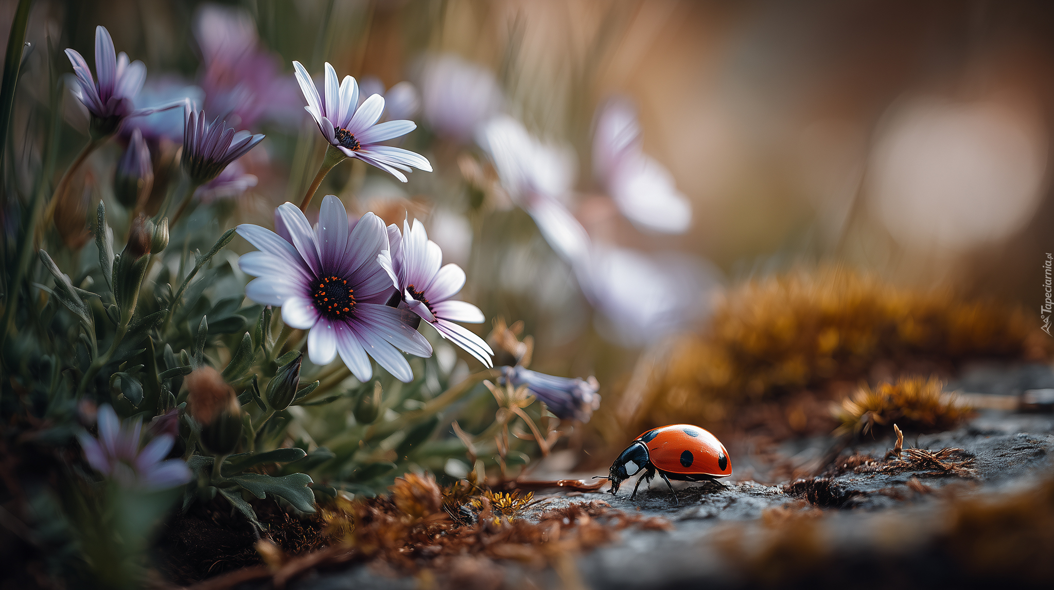 Fioletowe, Kwiaty, Stokrotki afrykańskie, Biedronka, Grafika AI