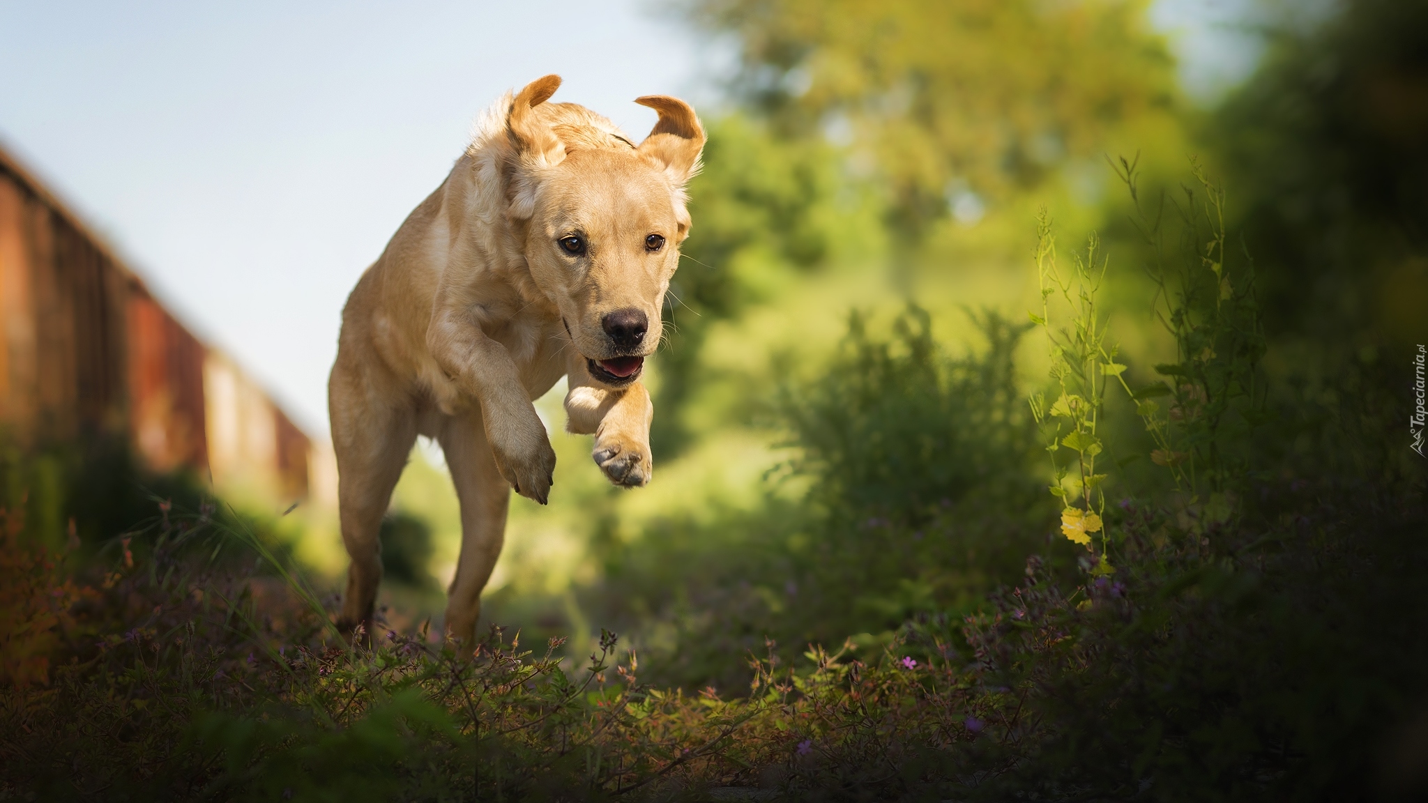 Biegnący, Pies, Labrador Retriever, Rośliny, Kwiatki