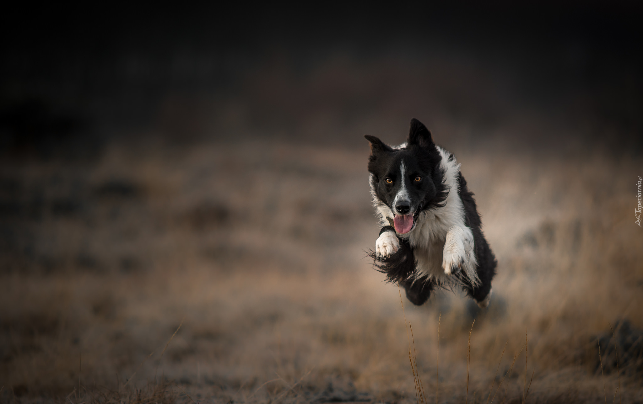 Border collie, Bieg, Skok, Rozmyte, Tło