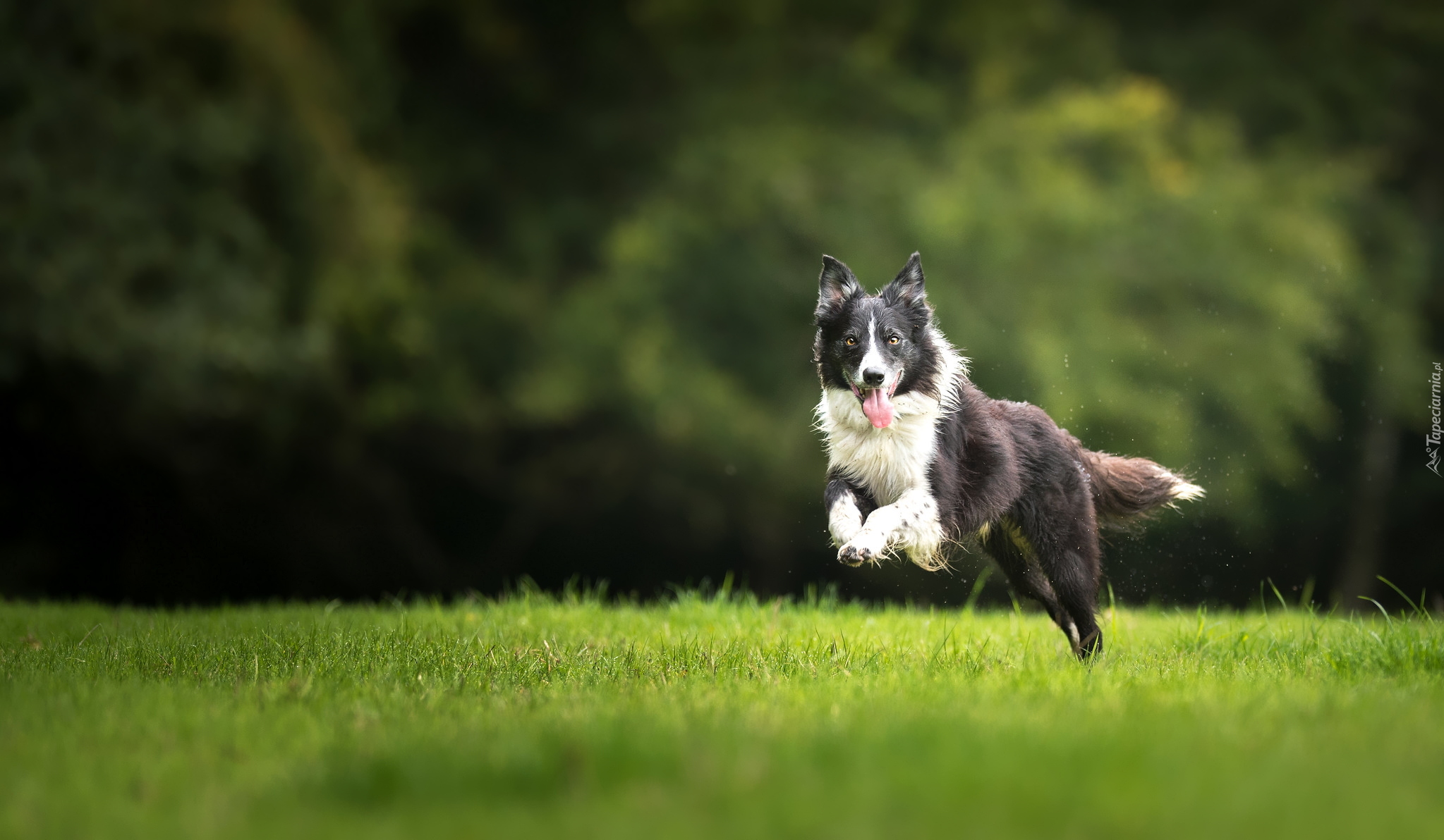 Czarno-biały, Pies, Border collie, Bieg, Trawa