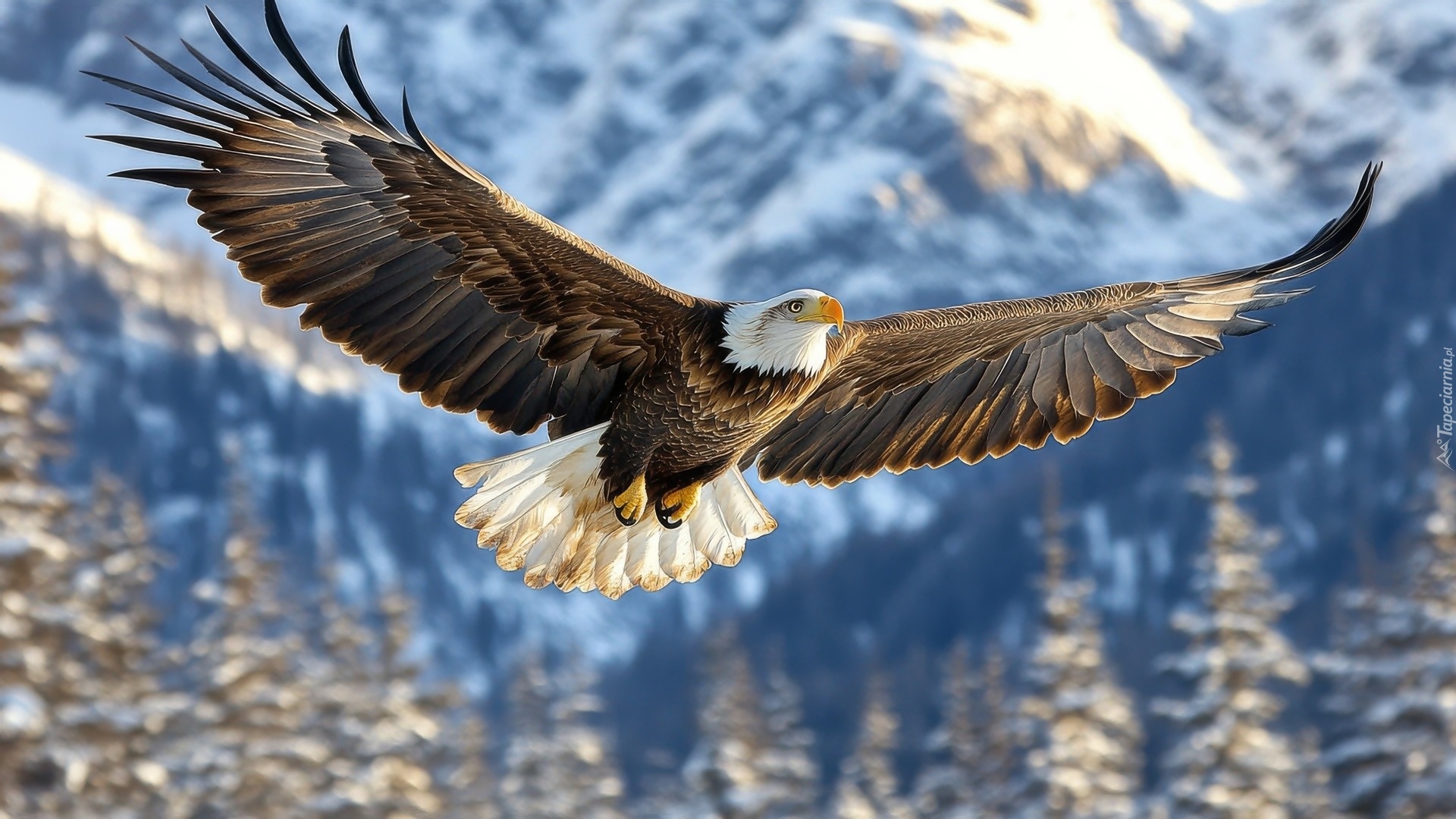 Fruwający, Ptak, Bielik amerykański, Rozpostarte, Skrzydła