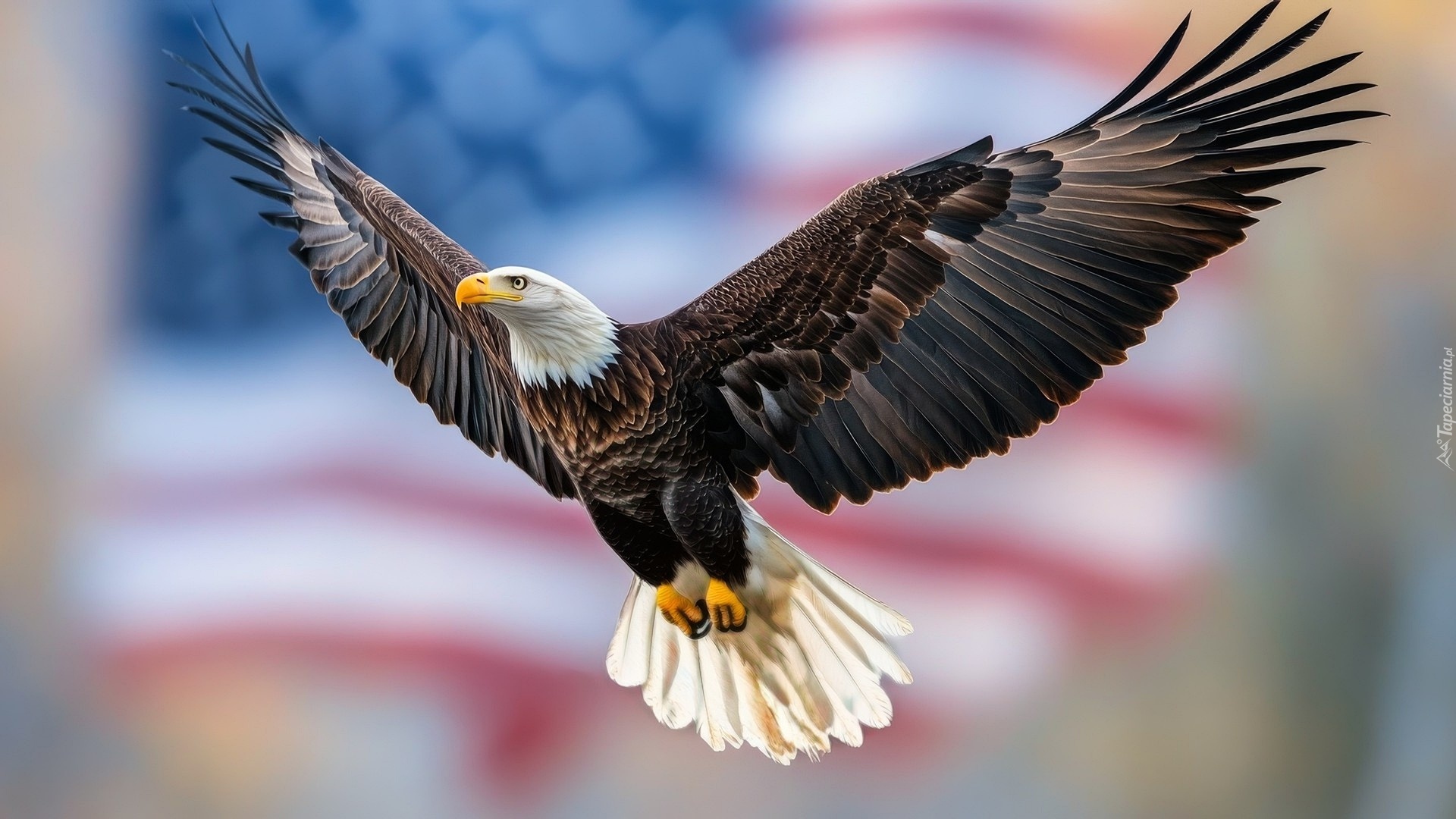 Bielik amerykański, Lot, Rozpostarte, Skrzydła, Ptak