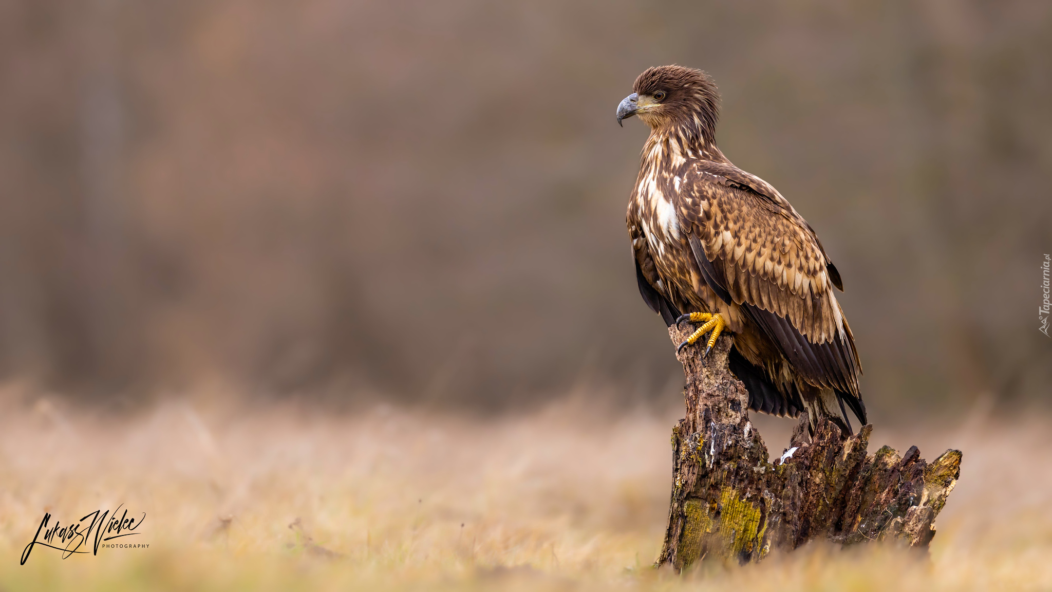 Bielik zwyczajny, Konar