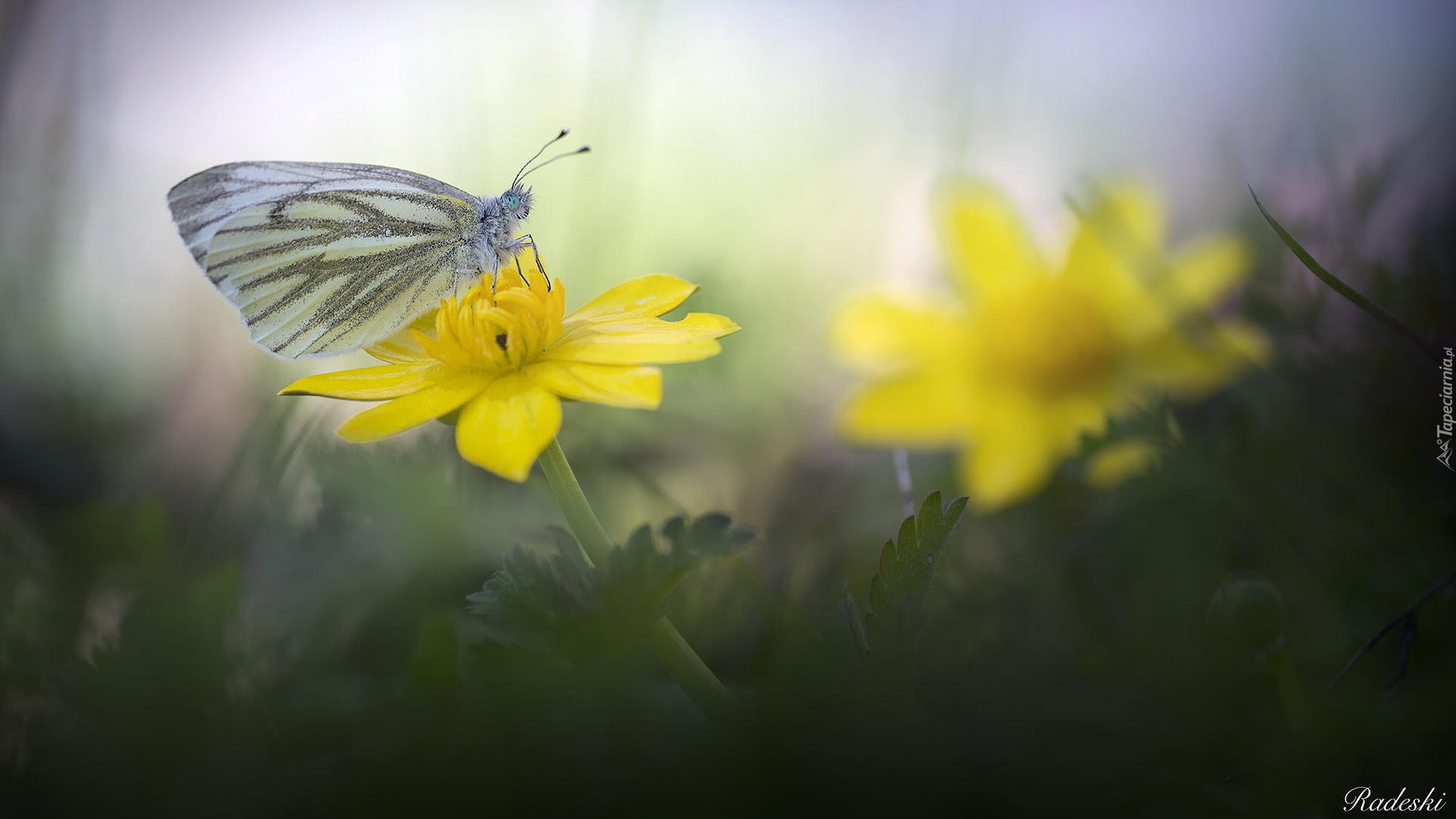 Motyl, Bielinek, Żółty, Kwiat