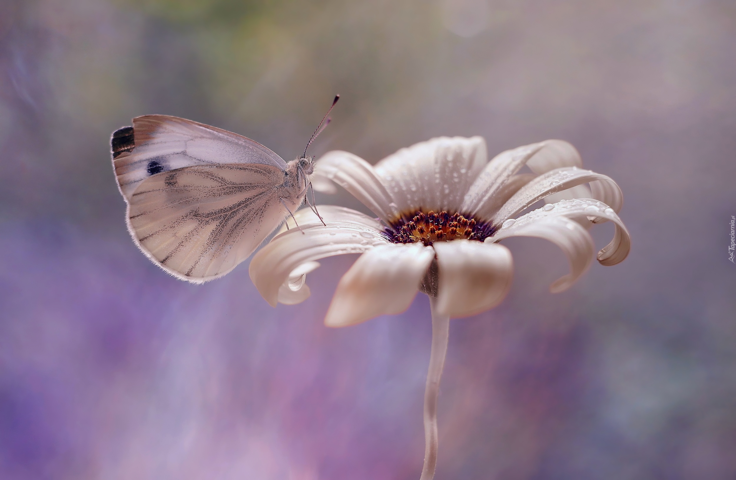 Biały, Motyl, Bielinek kapustnik, Kwiat