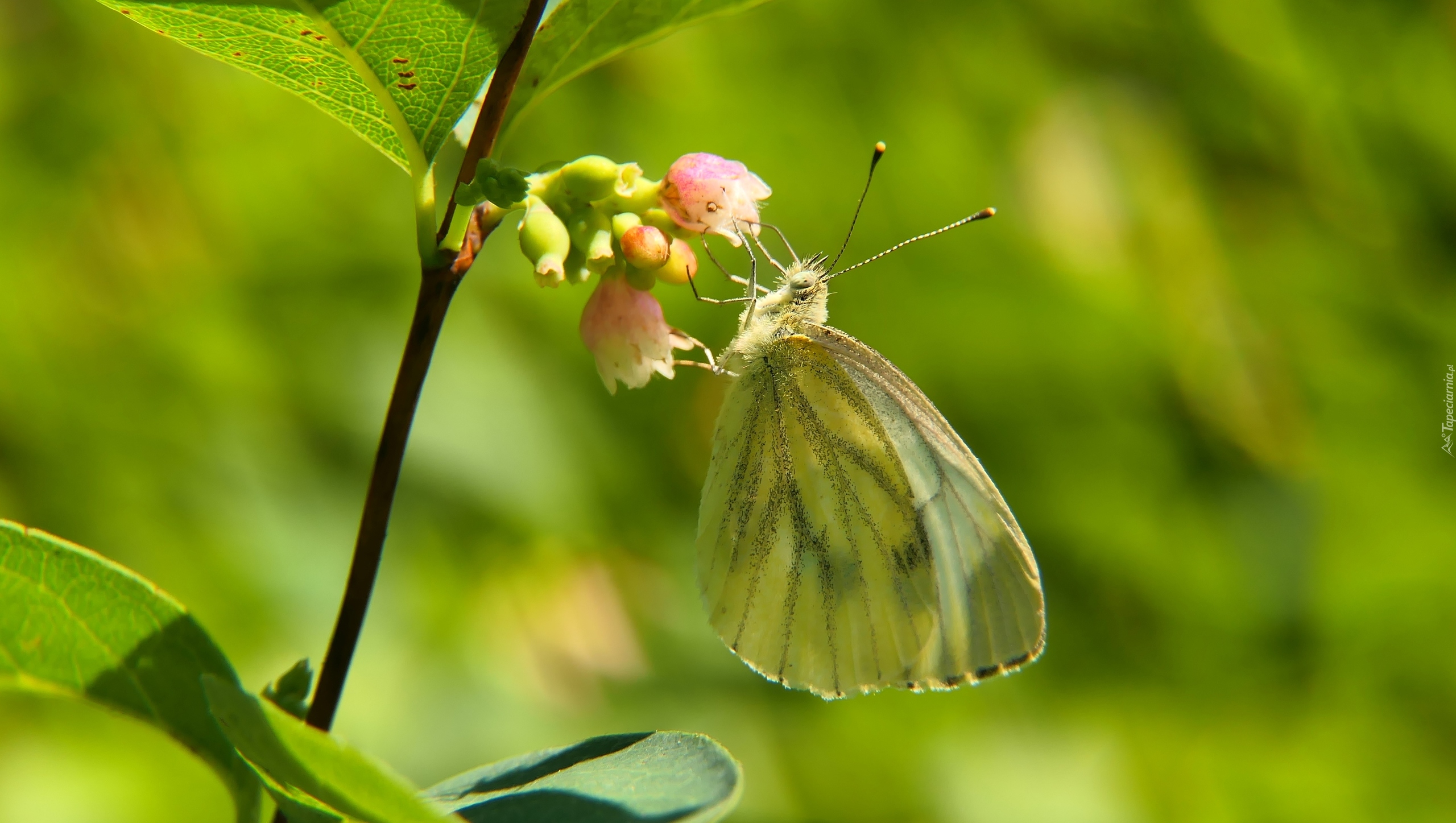 Bielinek kapustnik, Motyl, Kwiat, Śnieguliczka