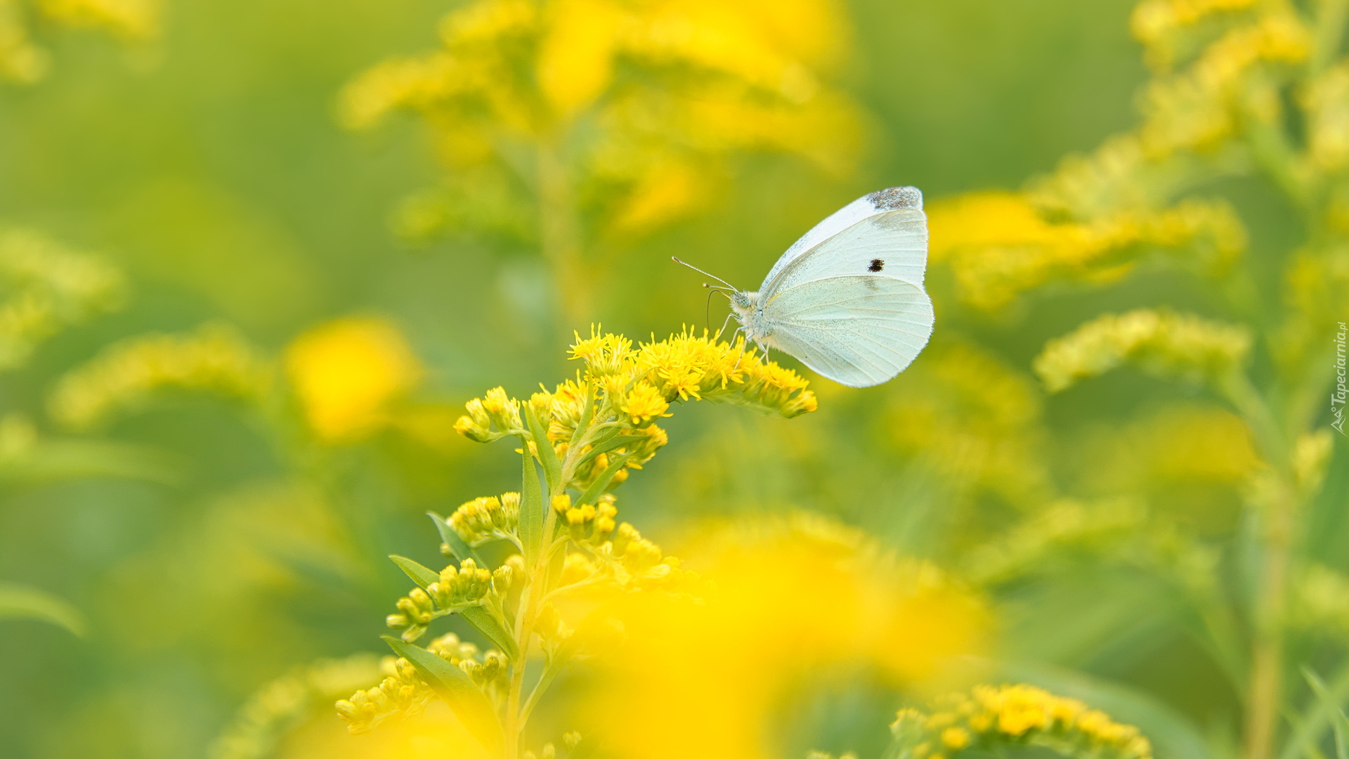 Biały, Motyl, Bielinek kapustnik, Żółta, Roślina, Nawłoć