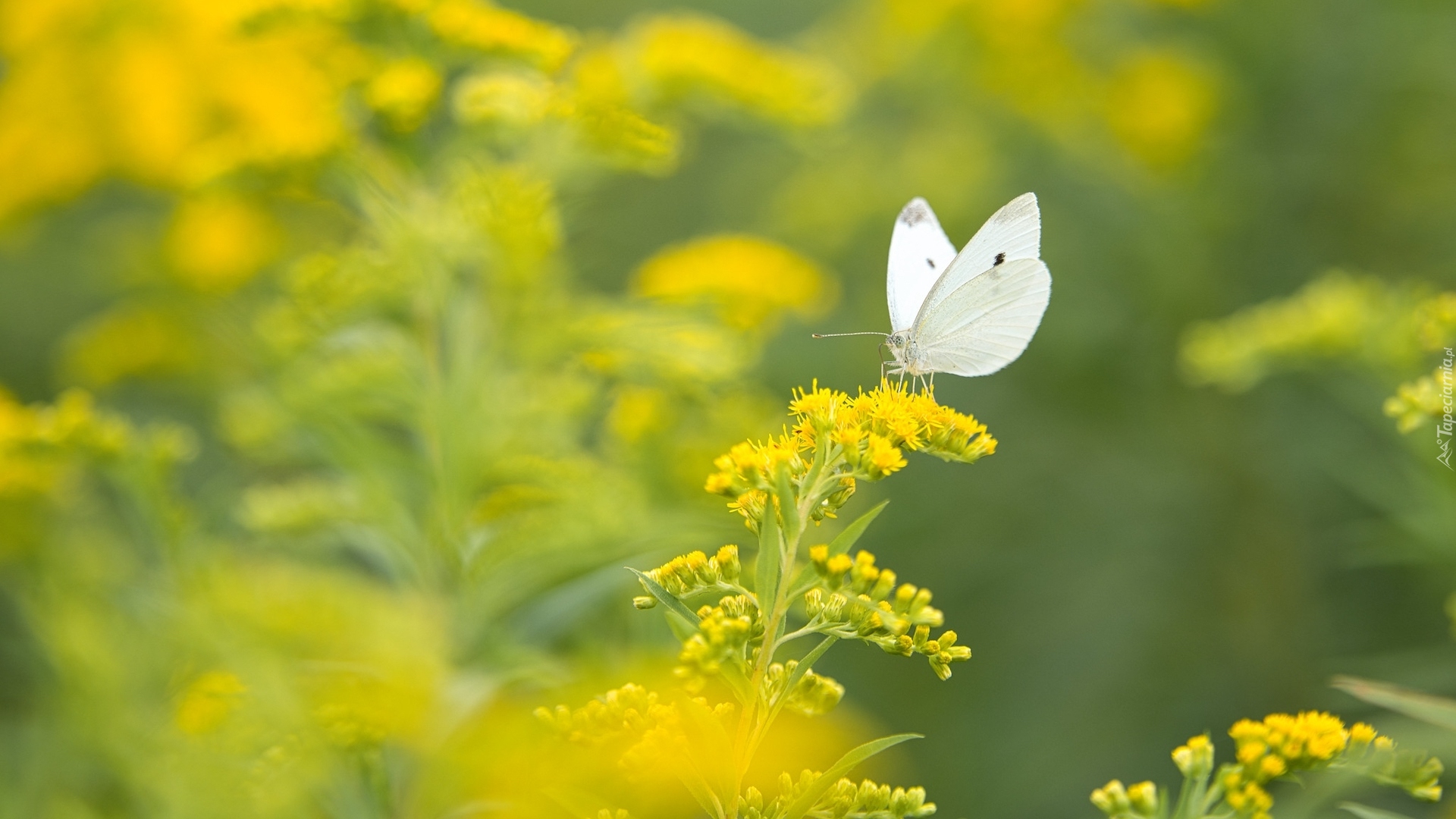 Motyl, Bielinek kapustnik, Żółta, Roślina, Nawłoć