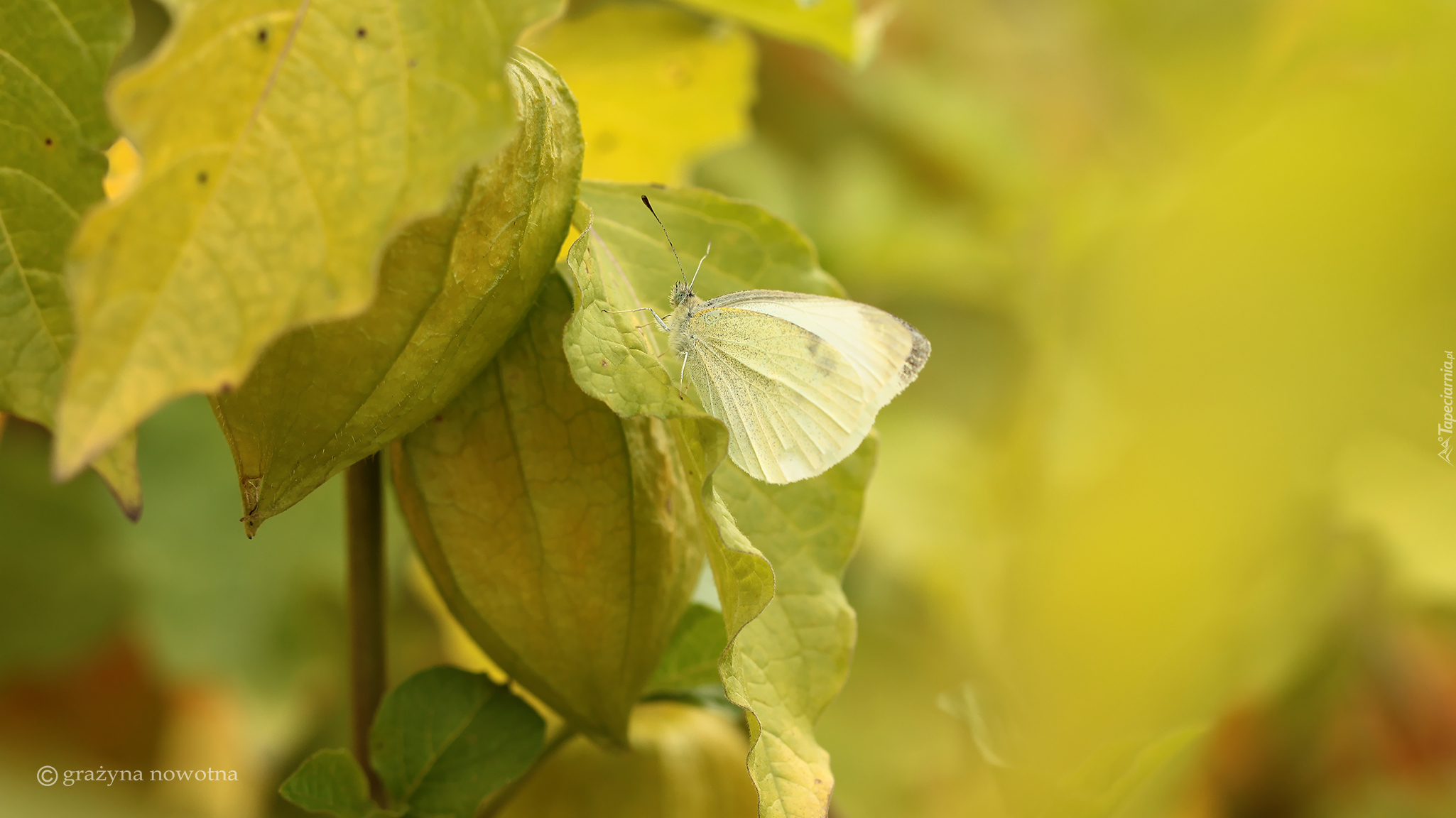 Motyl, Bielinek, Owad, Miechunka rozdęta