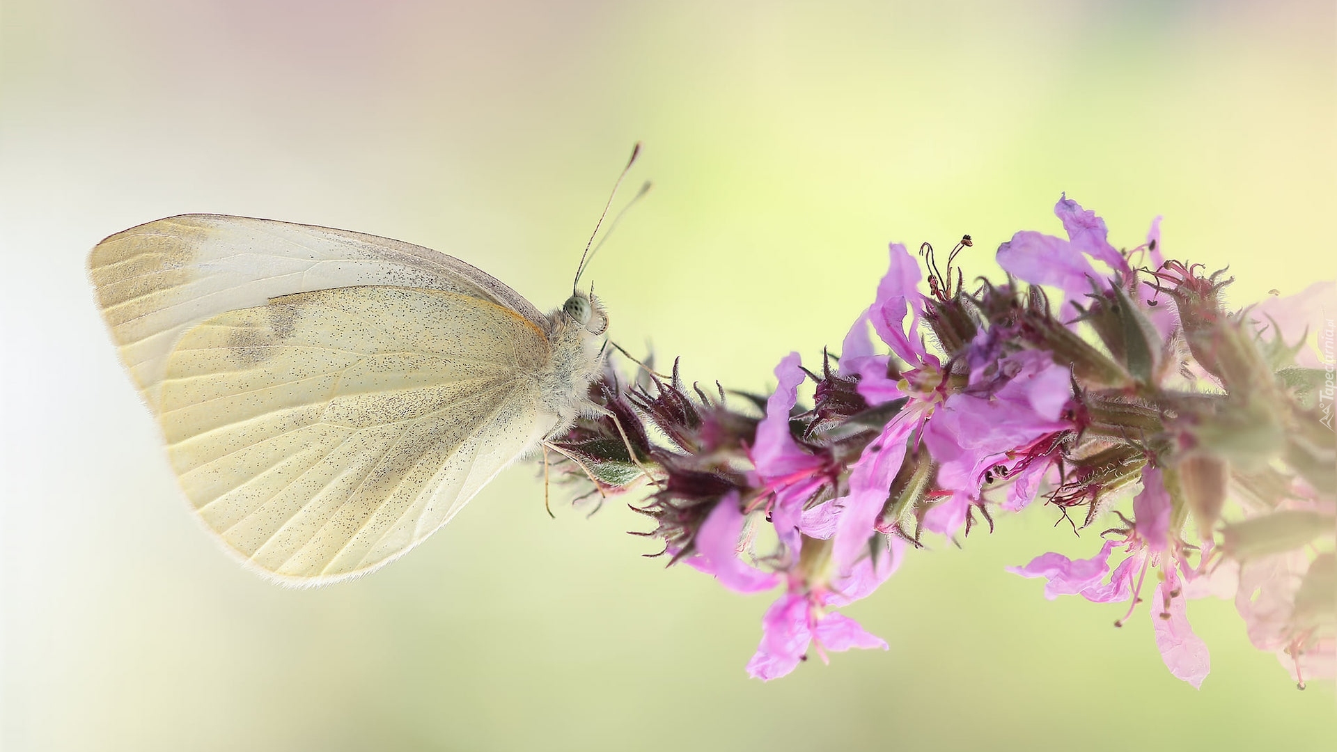 Motyl, Bielinek, Różowy, Kwiat, Makro