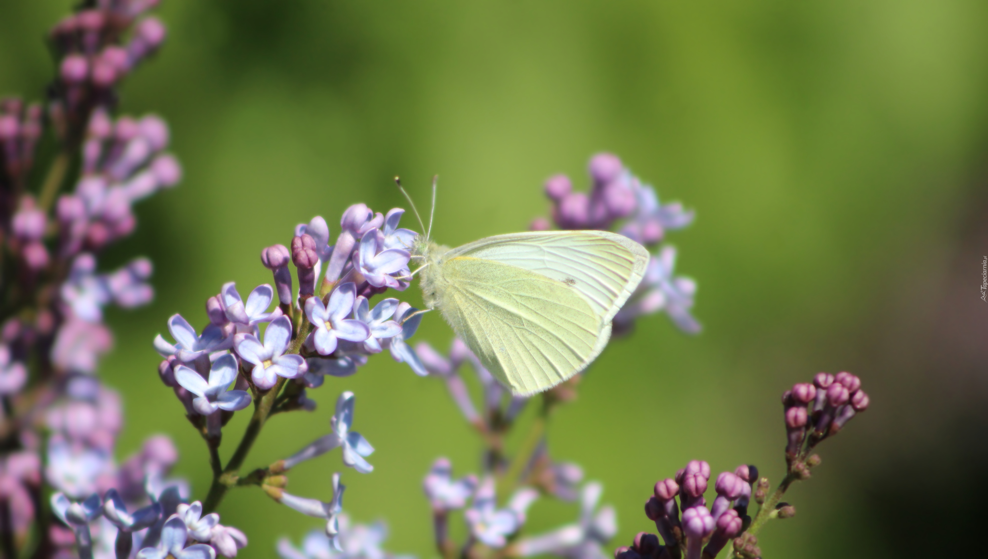 Motyl, Bielinek rzepnik, Bez, Lilak, Zbliżenie