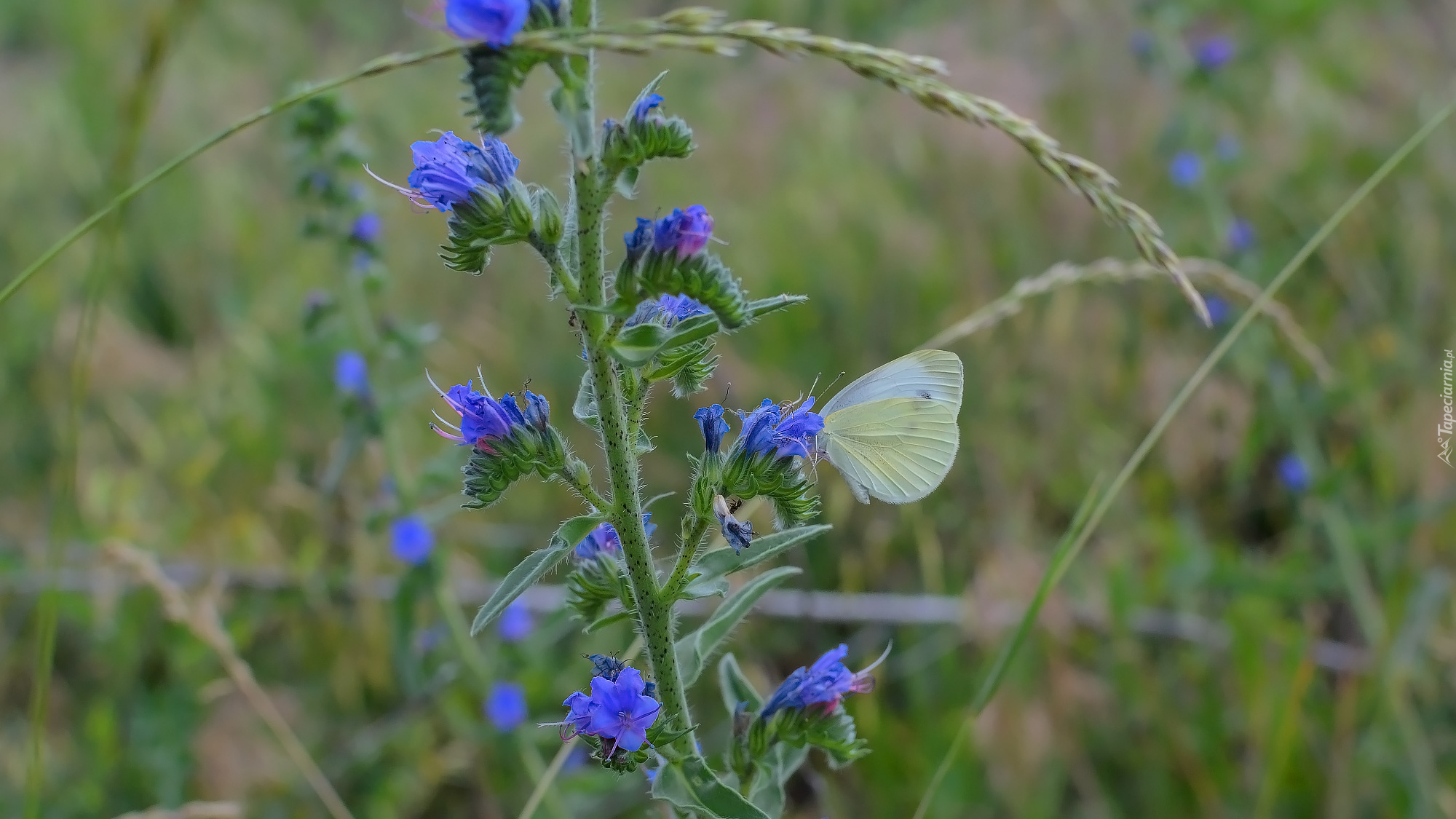 Kwiaty, Motyl, Bielinek rzepnik, Trawa