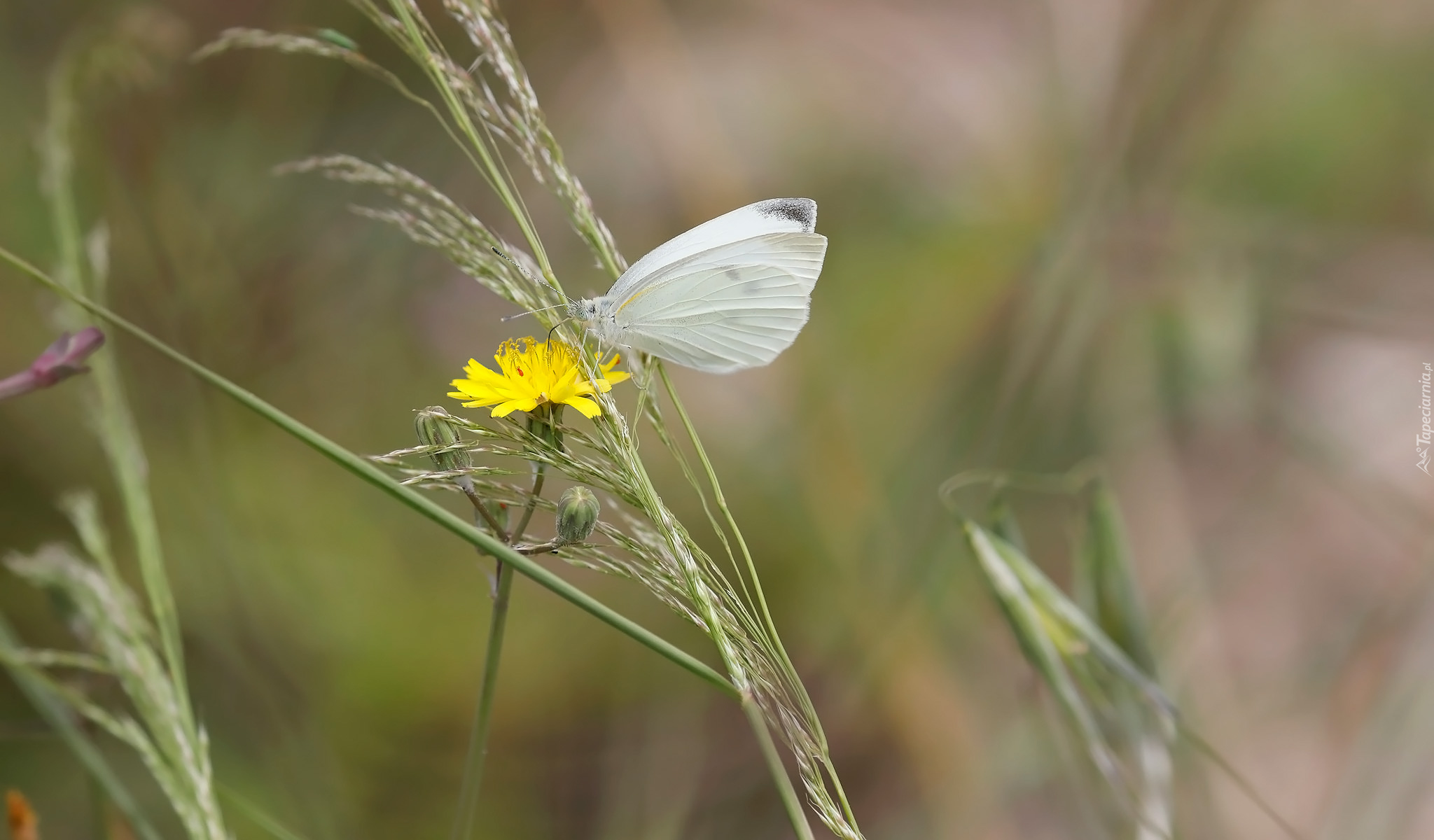 Motyl, Bielinek rzepnik, Kwiat, Trawa