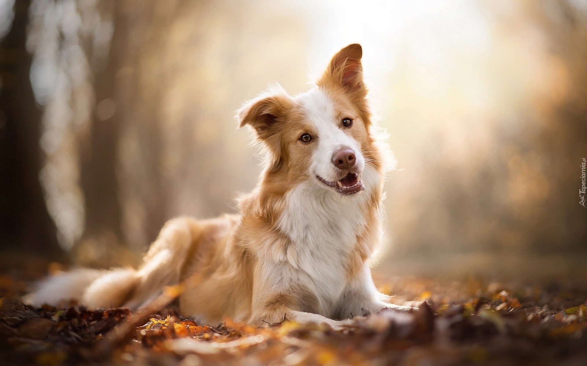 Pies, Border collie, Biszkoptowo-biały