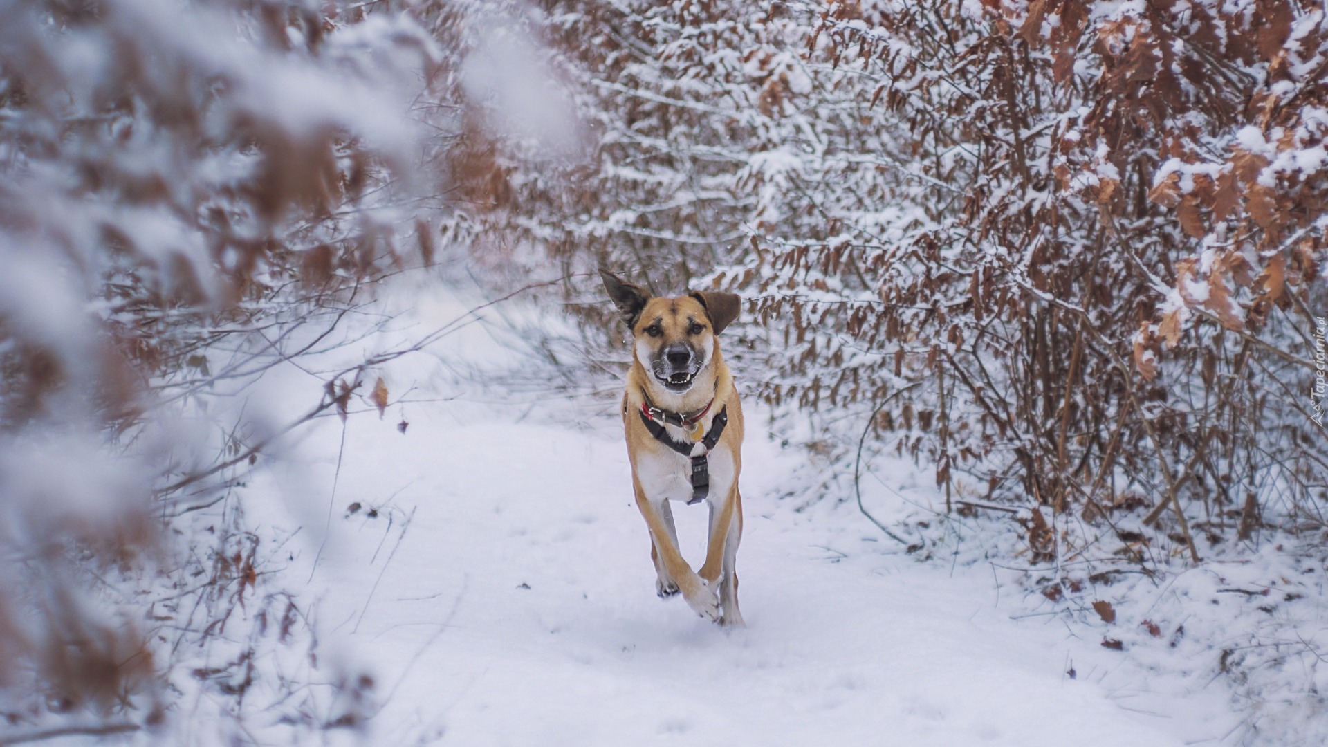 Zima, Śnieg, Pies, Blackmouth Cur