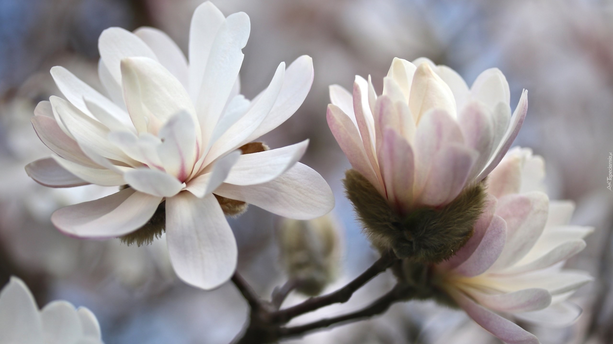 Gałązka, Kwiaty, Bladoróżowe, Magnolia