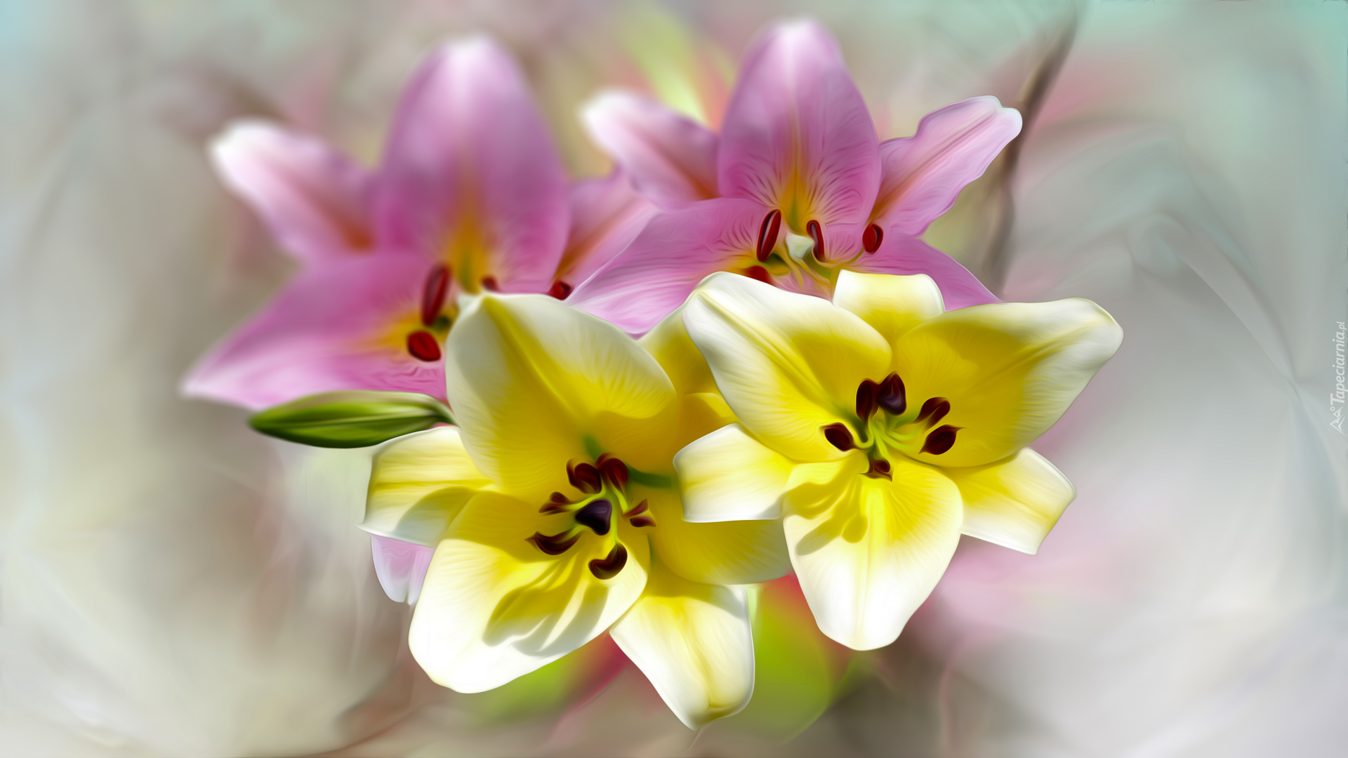 Lilie, Kwiaty, Grafika