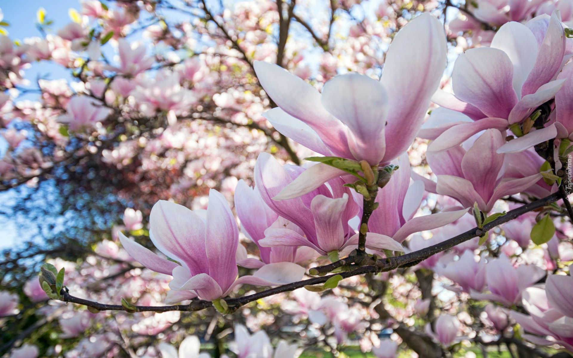 Gałęzie, Bladoróżowe, Kwiaty, Magnolia