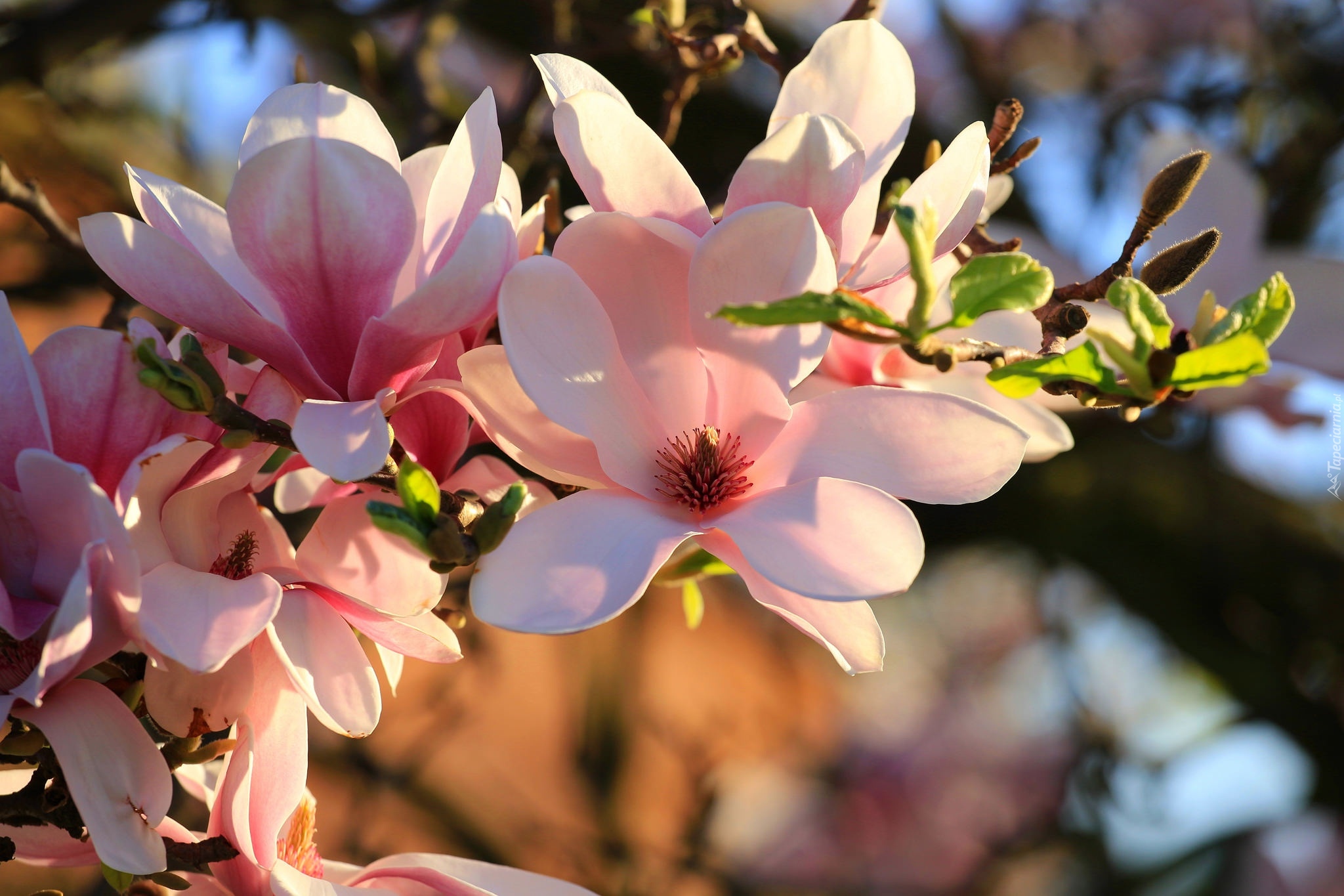 Kwiaty, Bladoróżowe, Magnolia