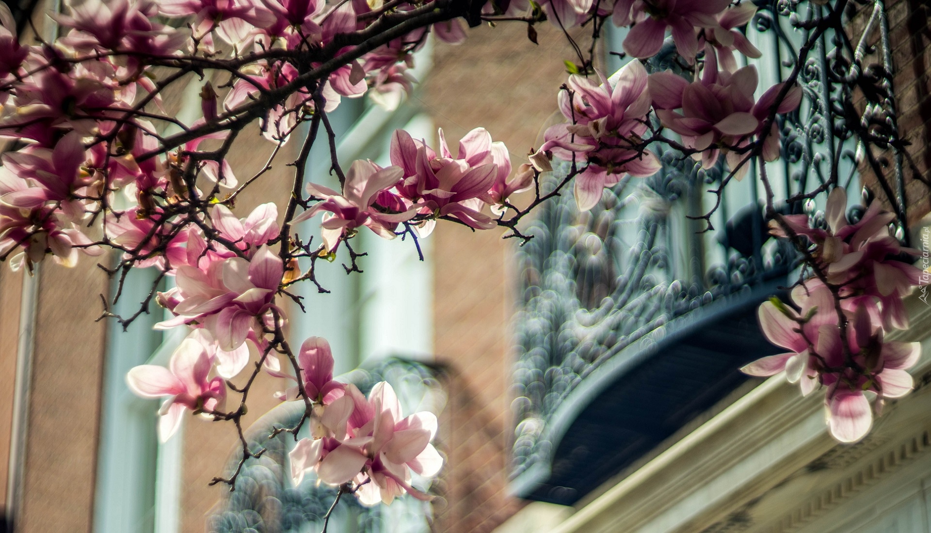 Gałęzie, Magnolia, Bladoróżowe, Kwiaty