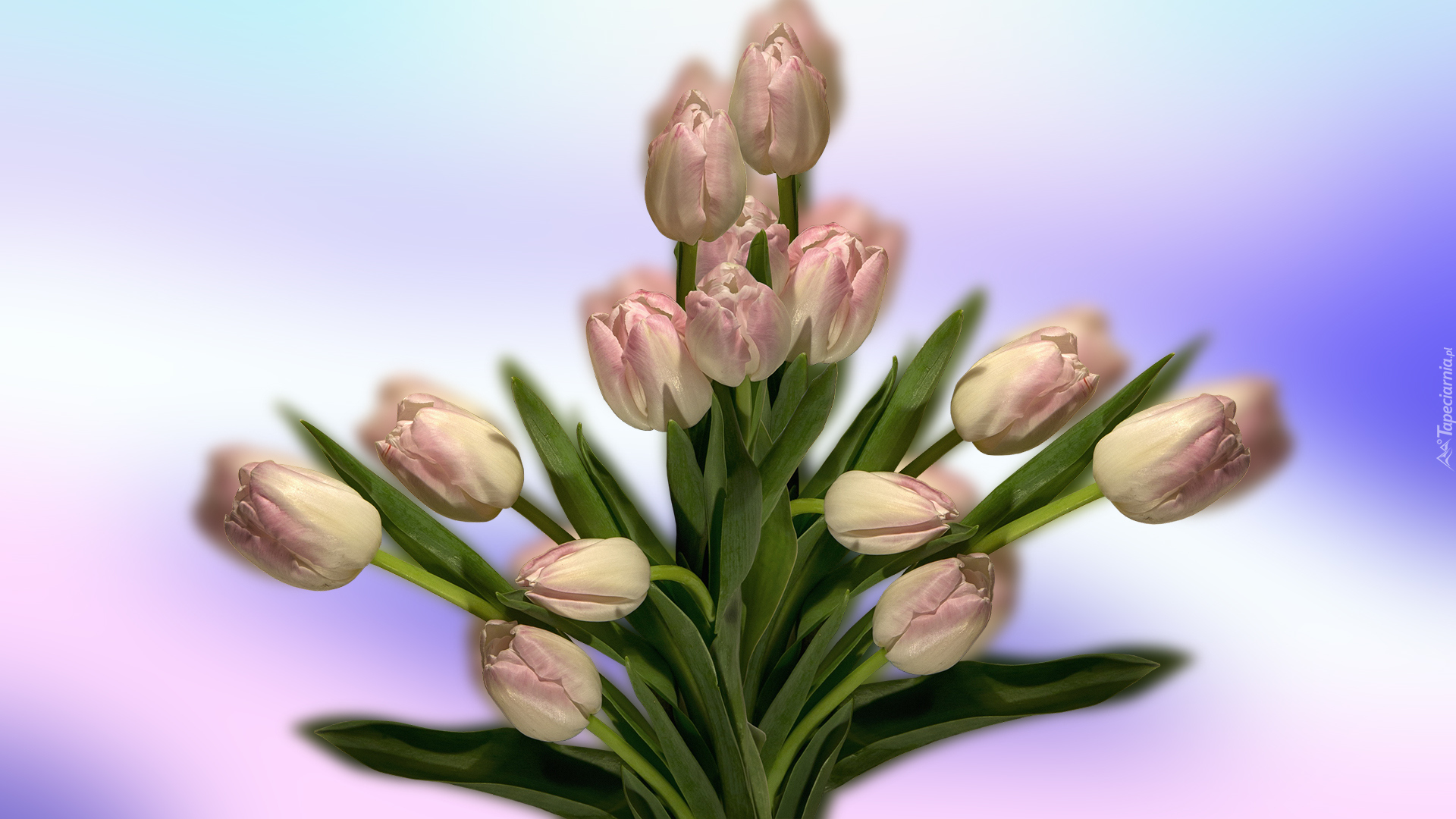 Tulipany, Bukiet, Grafika 2D