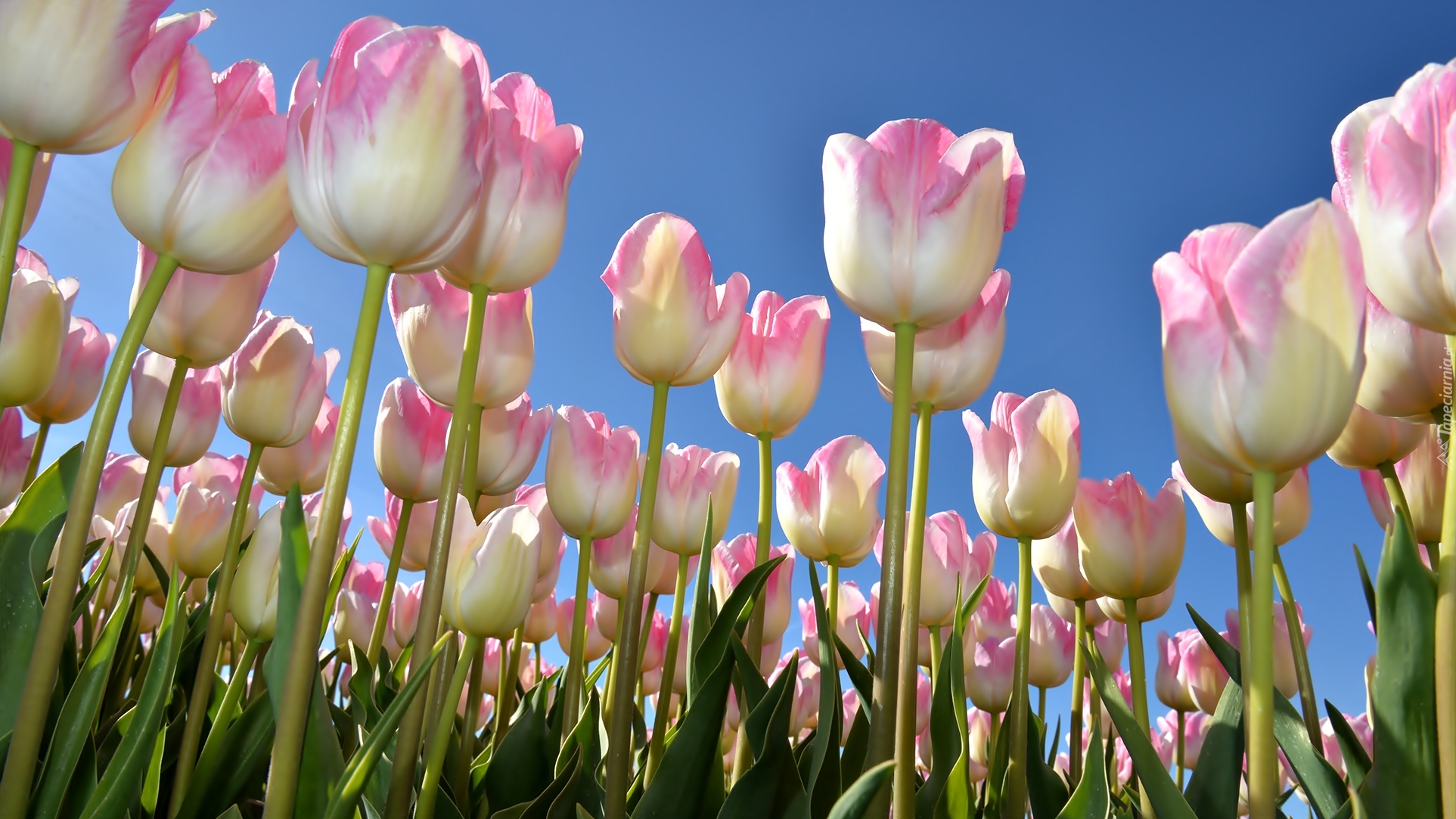 Tulipany, Listki, Niebo
