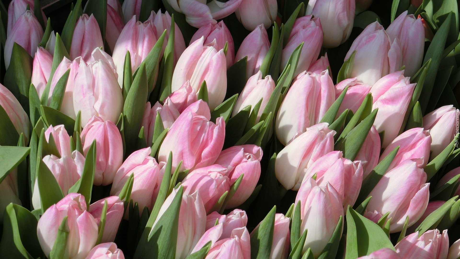 Bladoróżowe, Tulipany
