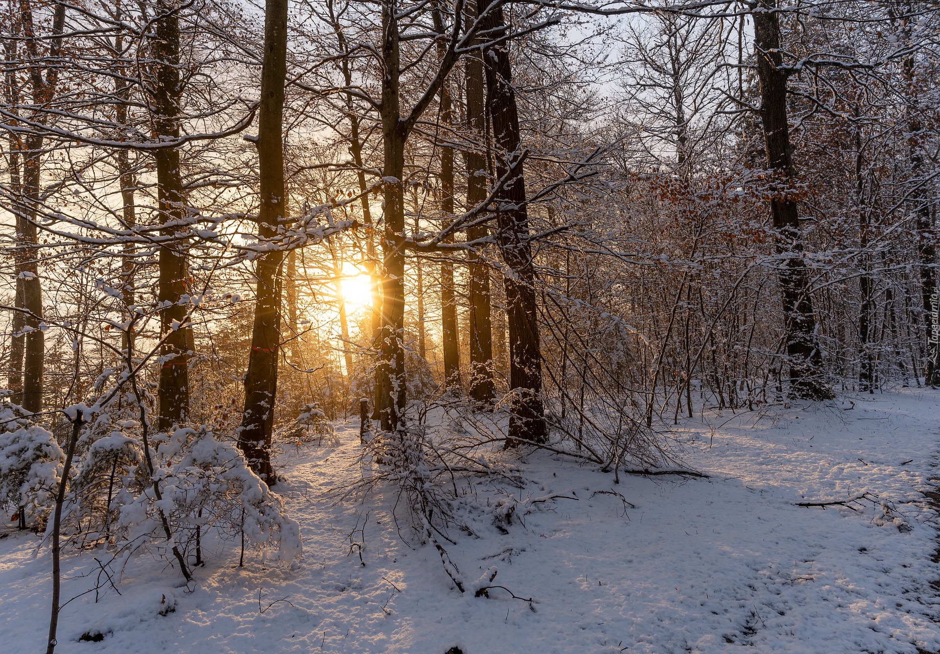 Las, Zima, Śnieg, Słoneczny, Blask