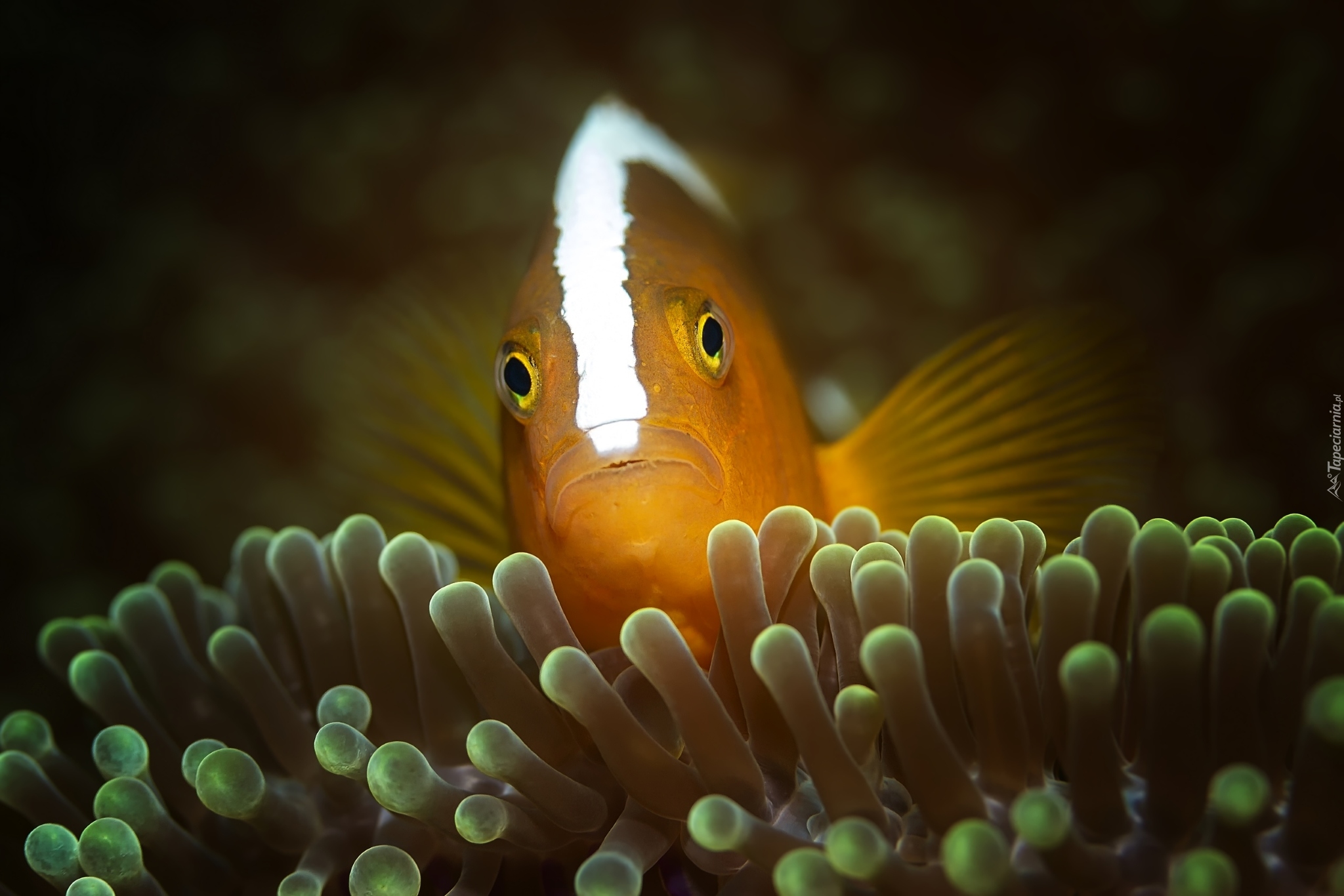 Rybka, Błazenek, Orange skunk clownfish