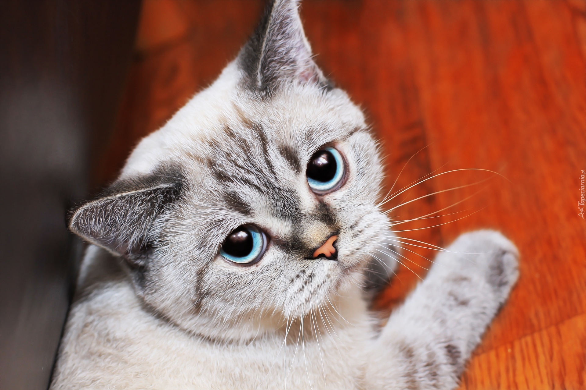 Szaro-biały, Mały, Kot, Błękitne, Oczy, Spojrzenie