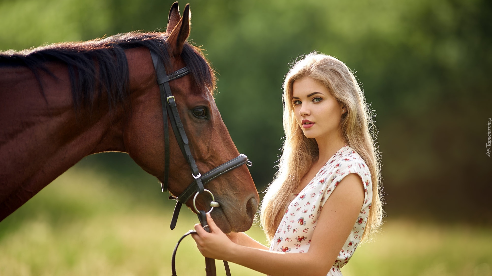 Kobieta, Blondynka, Koń