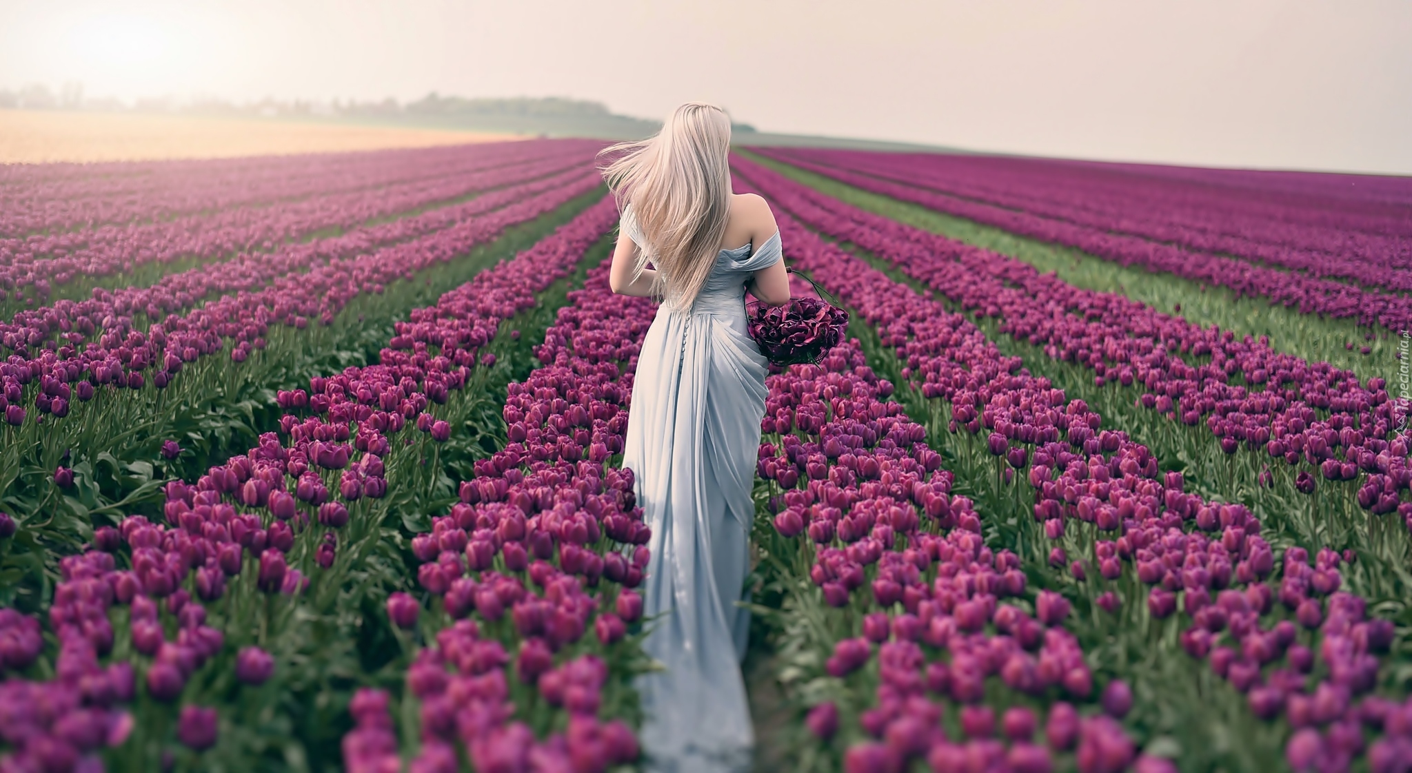 Kobieta, Blondynka, Pole tulipanów
