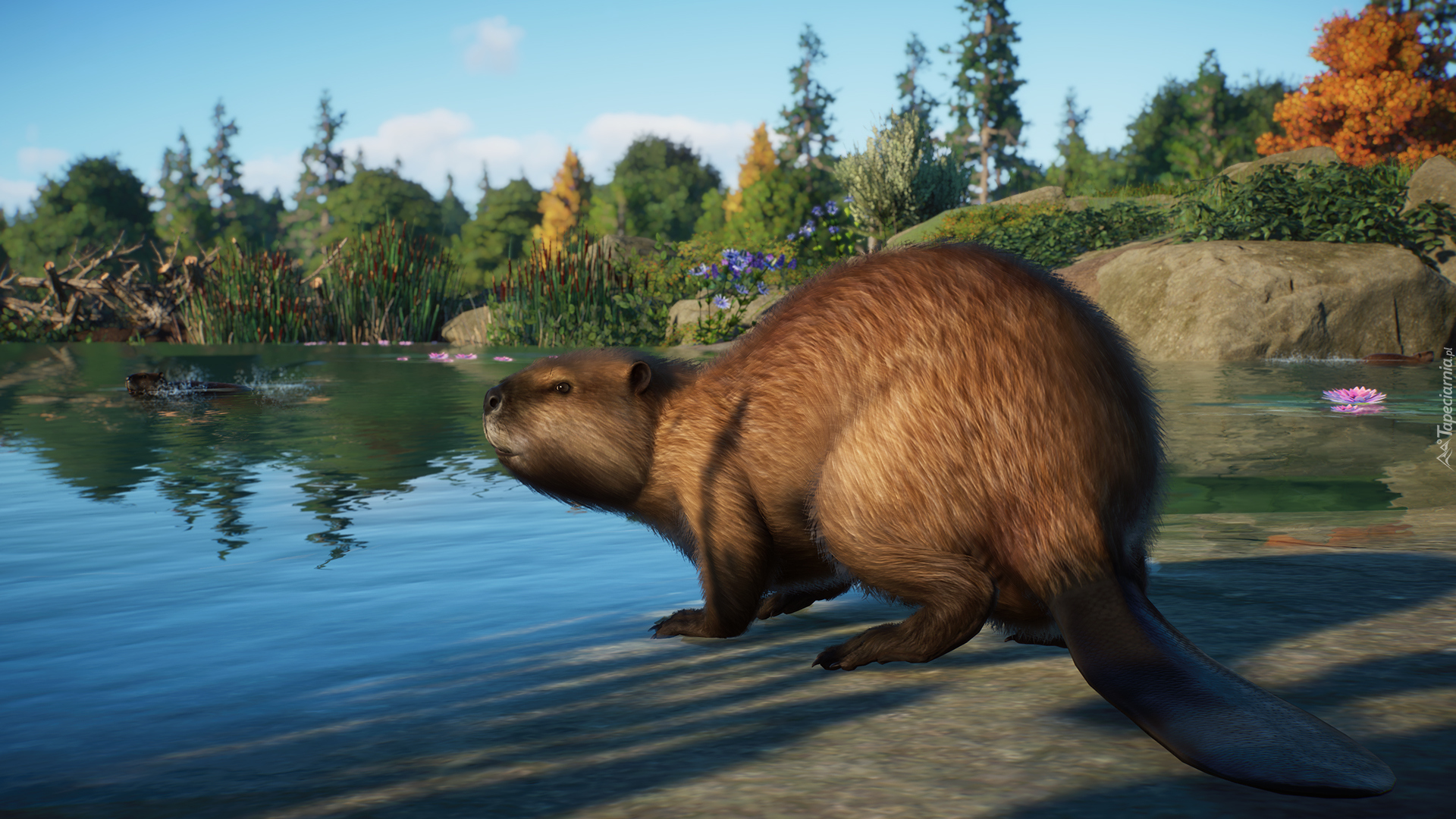 Bóbr europejski, Jezioro, Gra, Planet Zoo