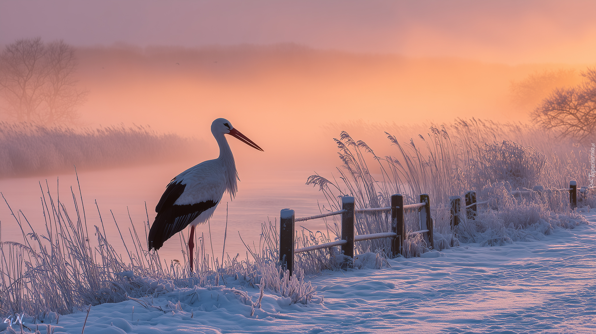 Bocian biały, Trawy, Zarośla, Zima, Płot, Grafika AI