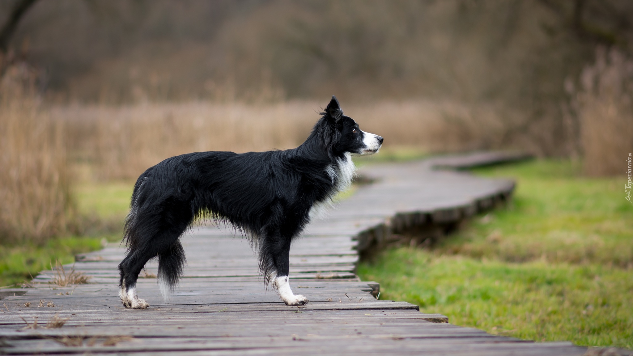 Pies, Border collie, Kładka