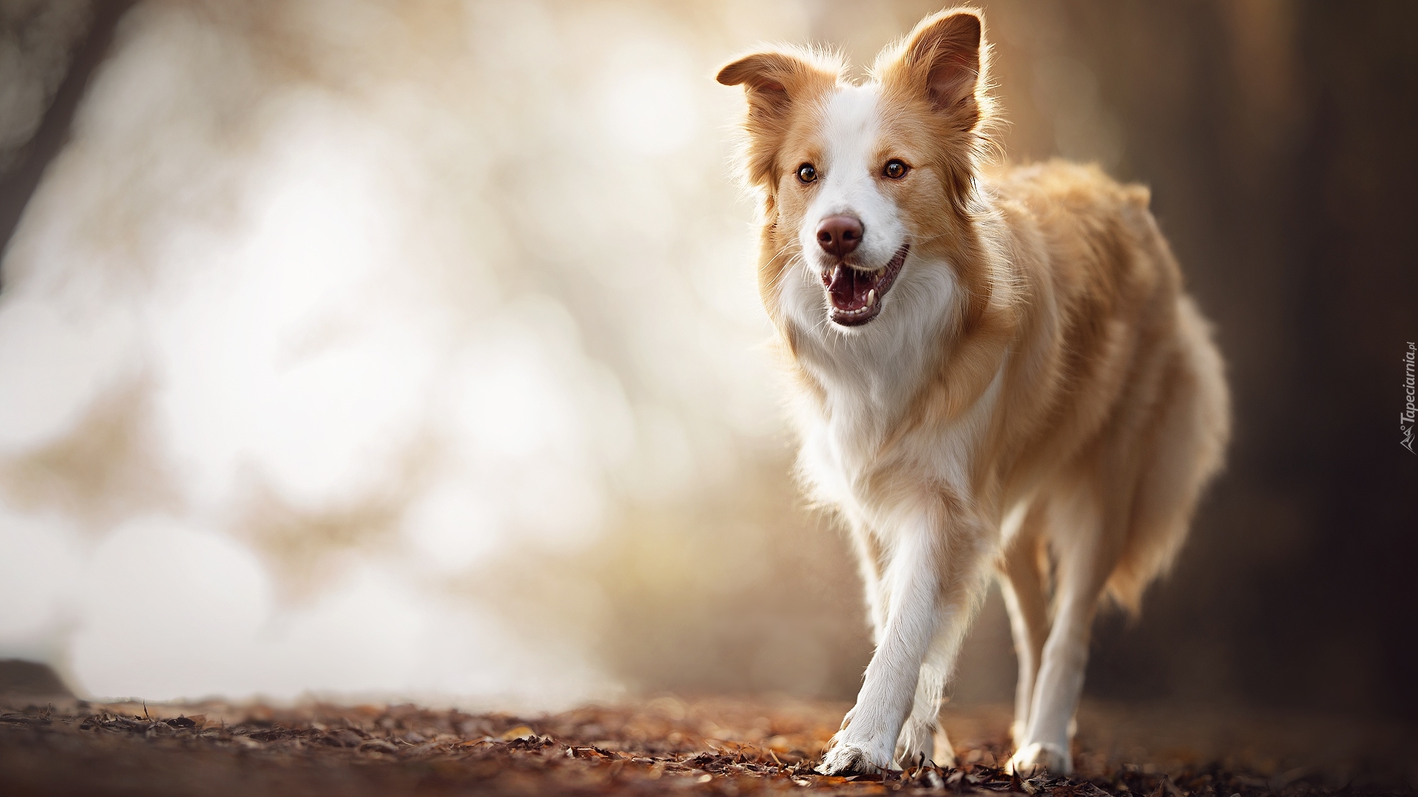 Border collie, Pies, Liście