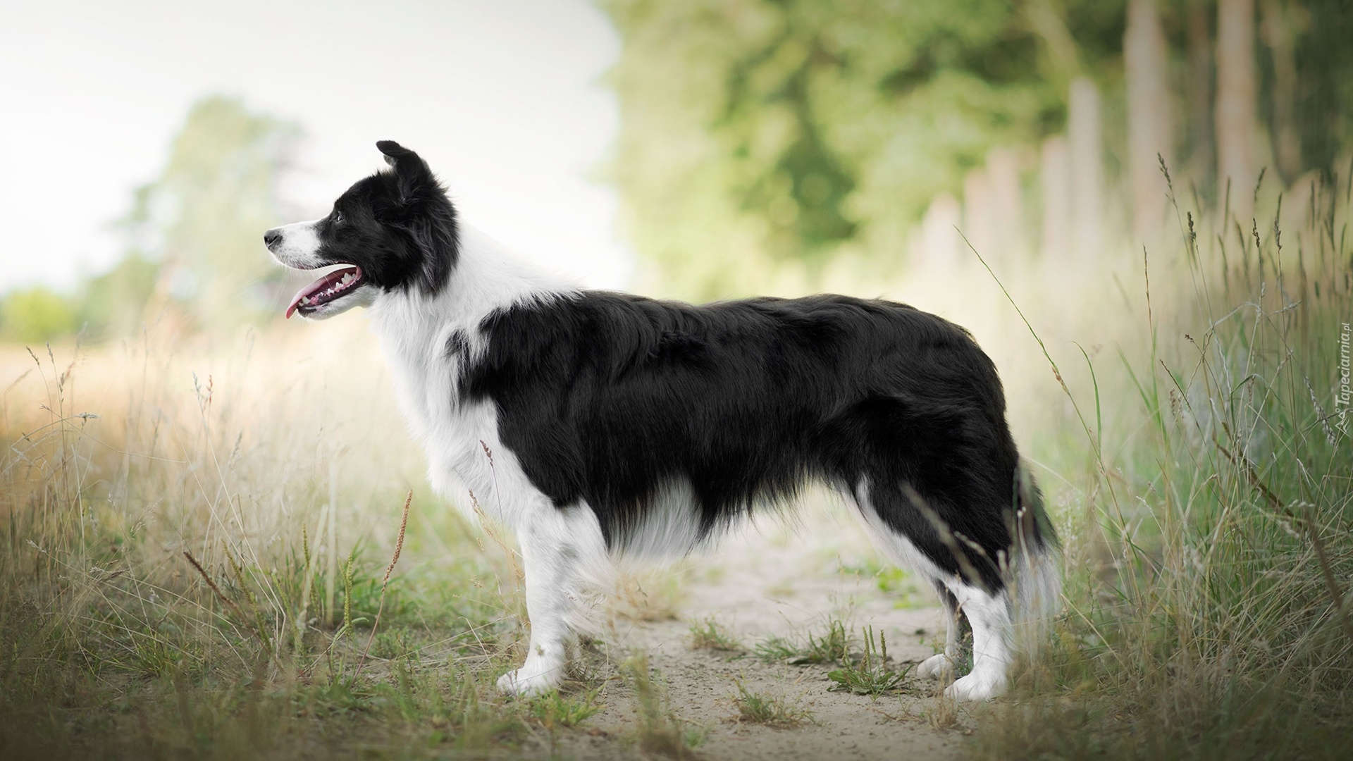 Pies, Border collie, Trawa