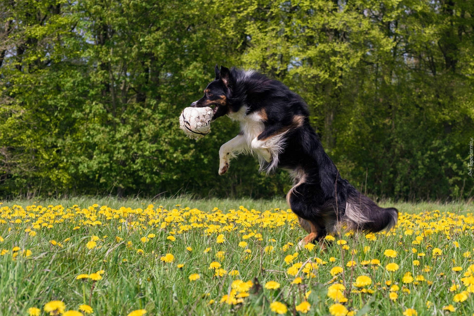 Pies, Border collie, Piłka, Łąka, Mniszek, Kwiaty