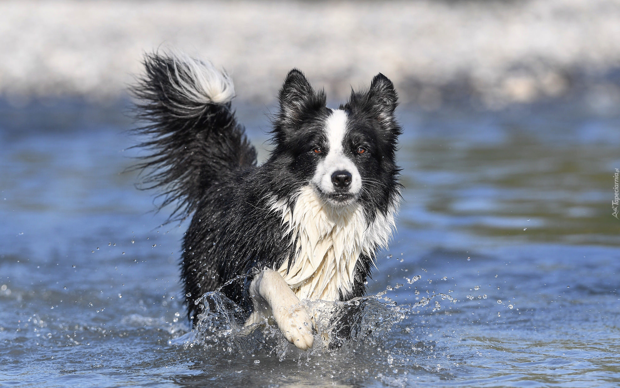 Biegnący, Pies, Border collie, Woda, Rozprysk